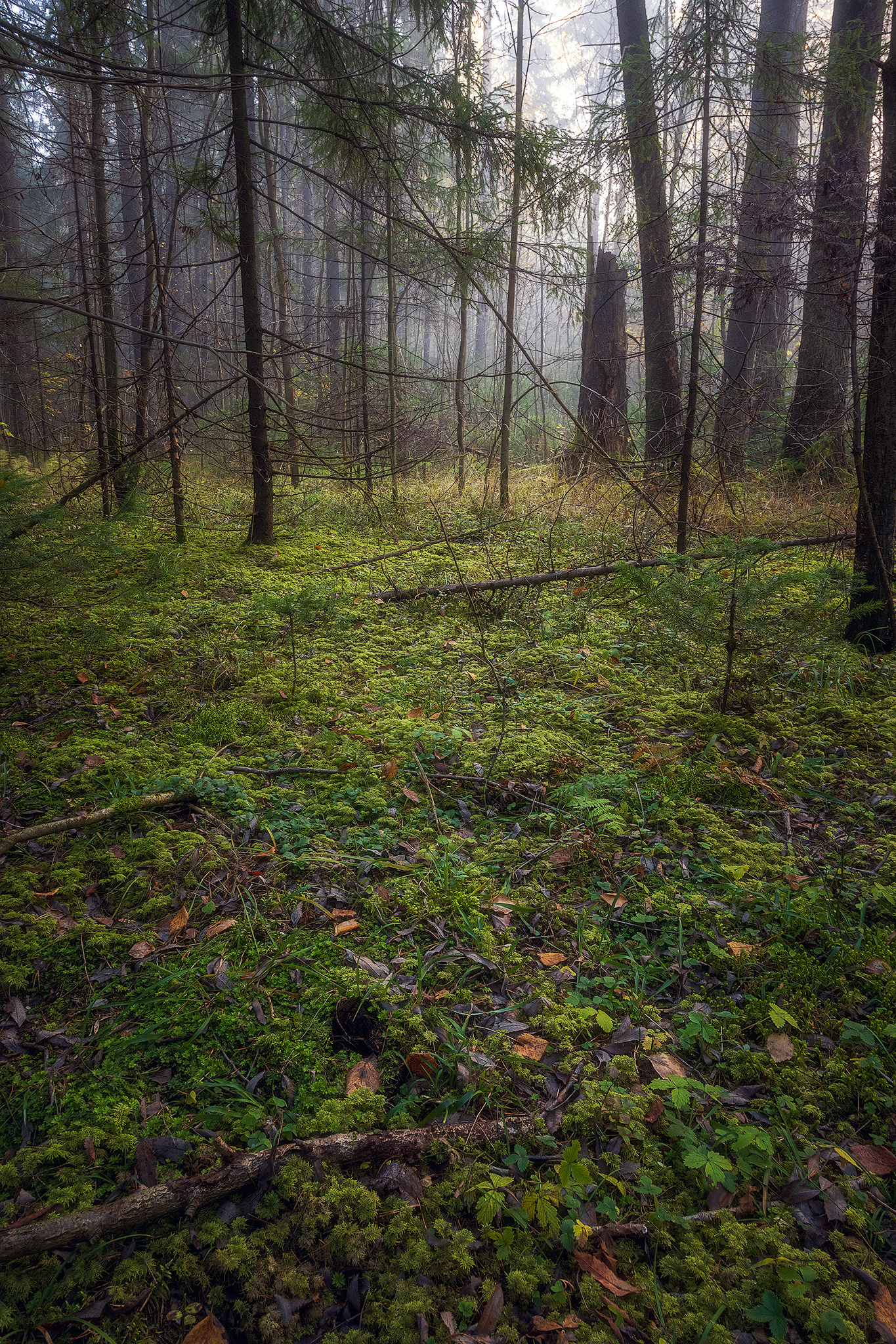 пермский край, пейзаж, рассвет, красота природы, поле, лес, туман, утро, осень, Кузнецов Кирилл