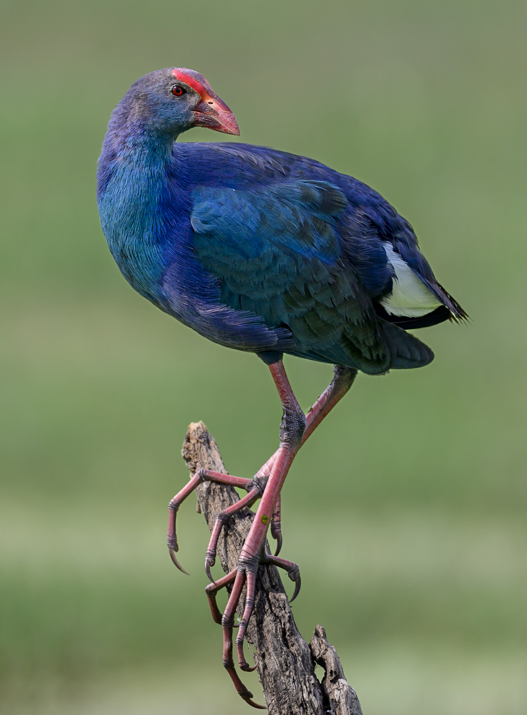 , Пупонин Сергей