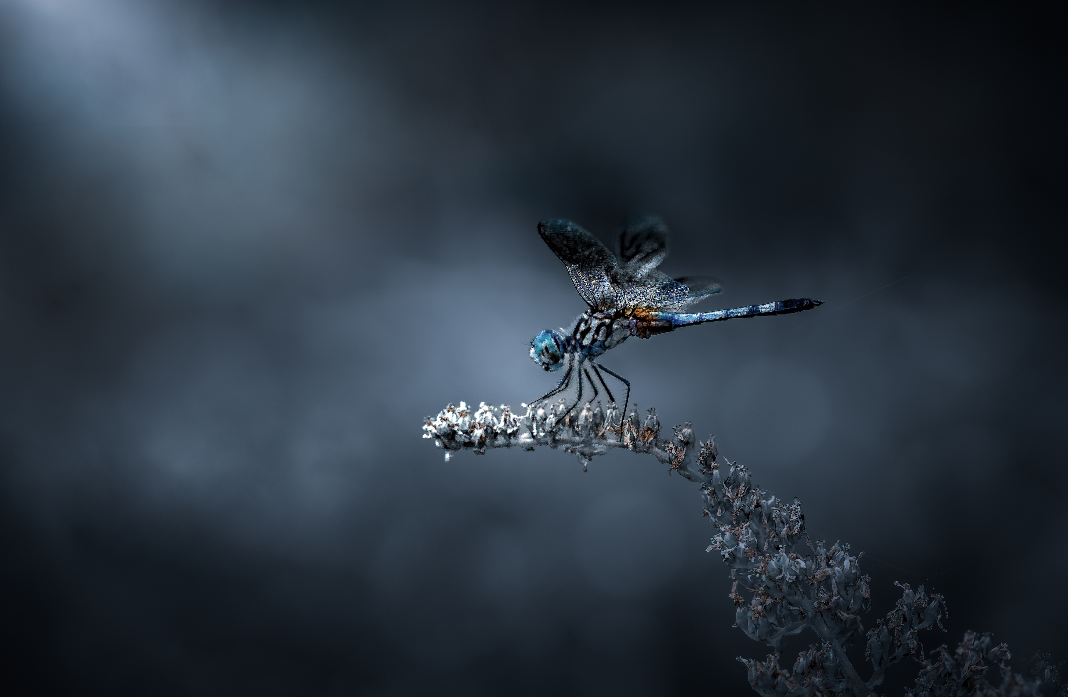 damselfly, dragonfly, insect, grass, sunset, dusk, evening, bug, macro, blade, grassland,, Atul Saluja