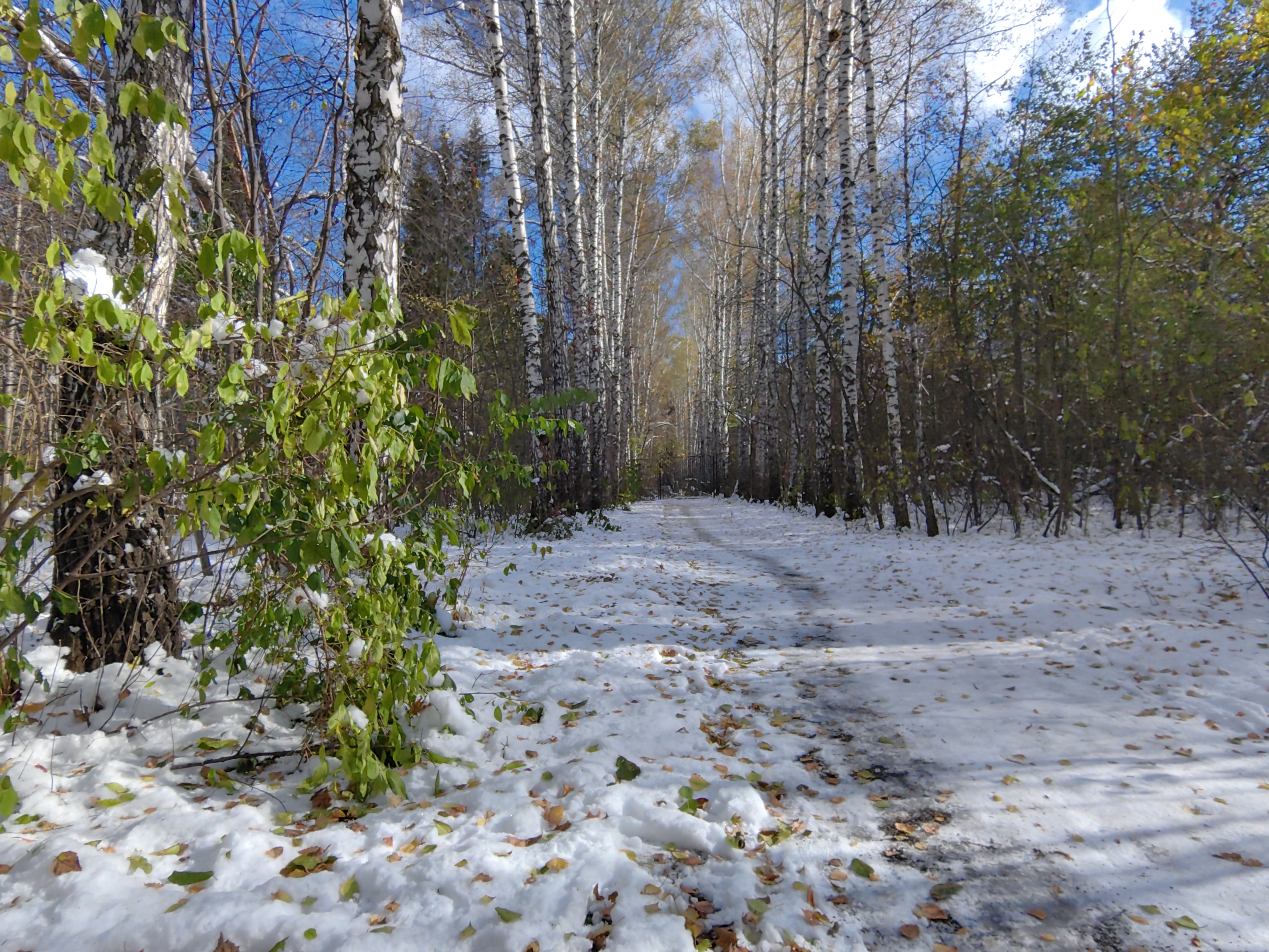 природа,осень,снег,деревья, Козлова Галина