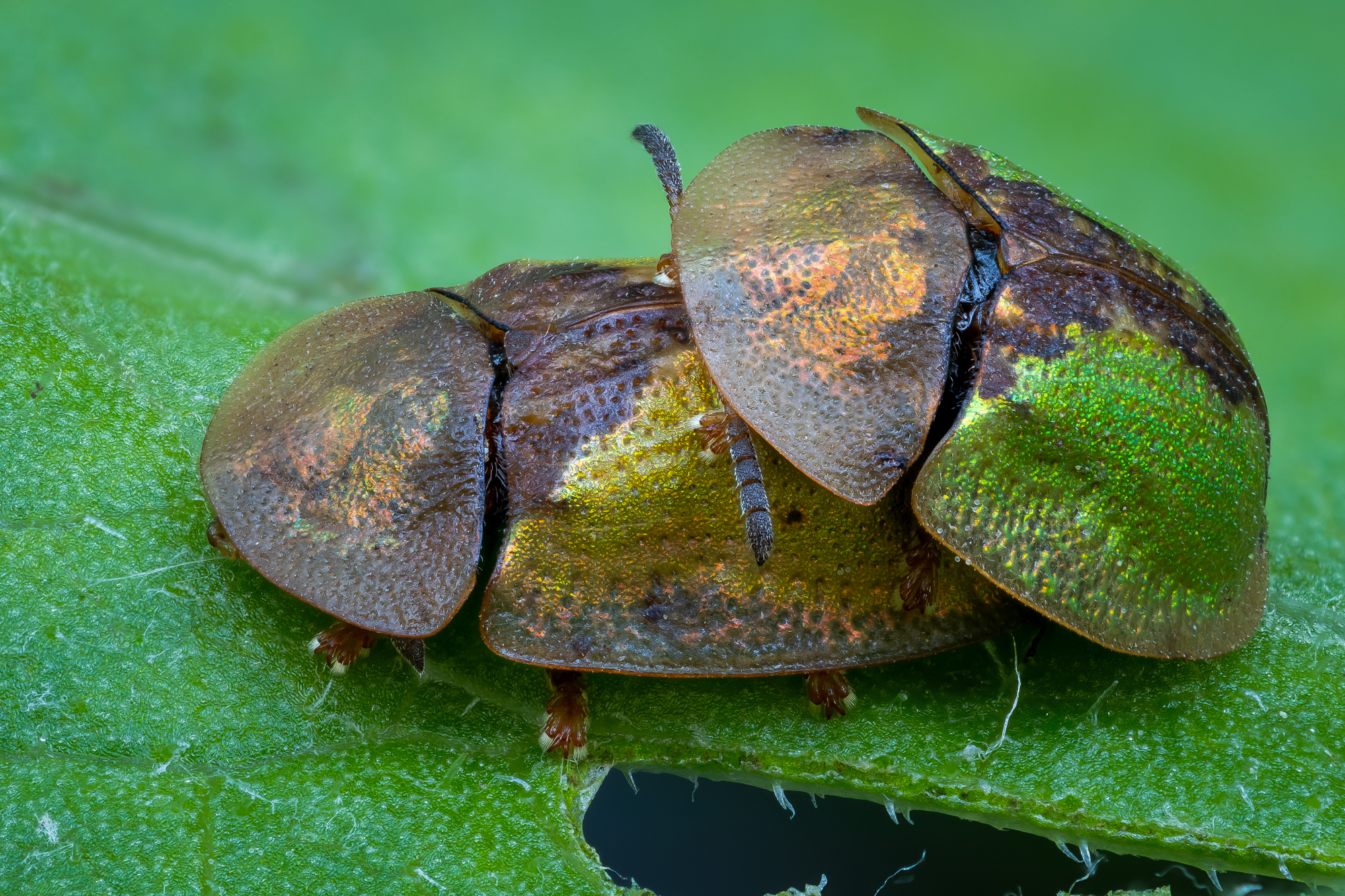 , Кузнецов Дмитрий