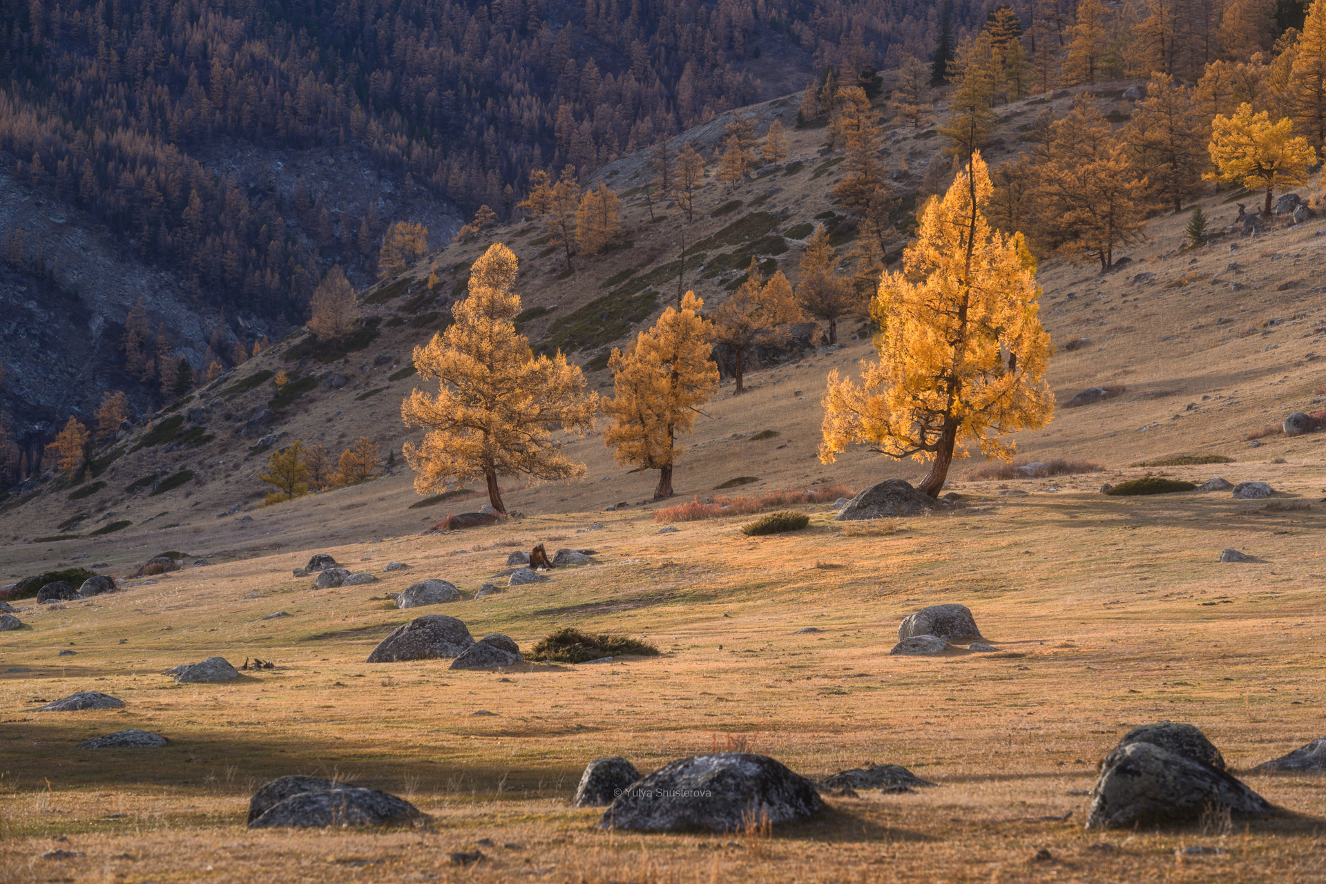 джазатор,горный алтай, Юлия Шустерова