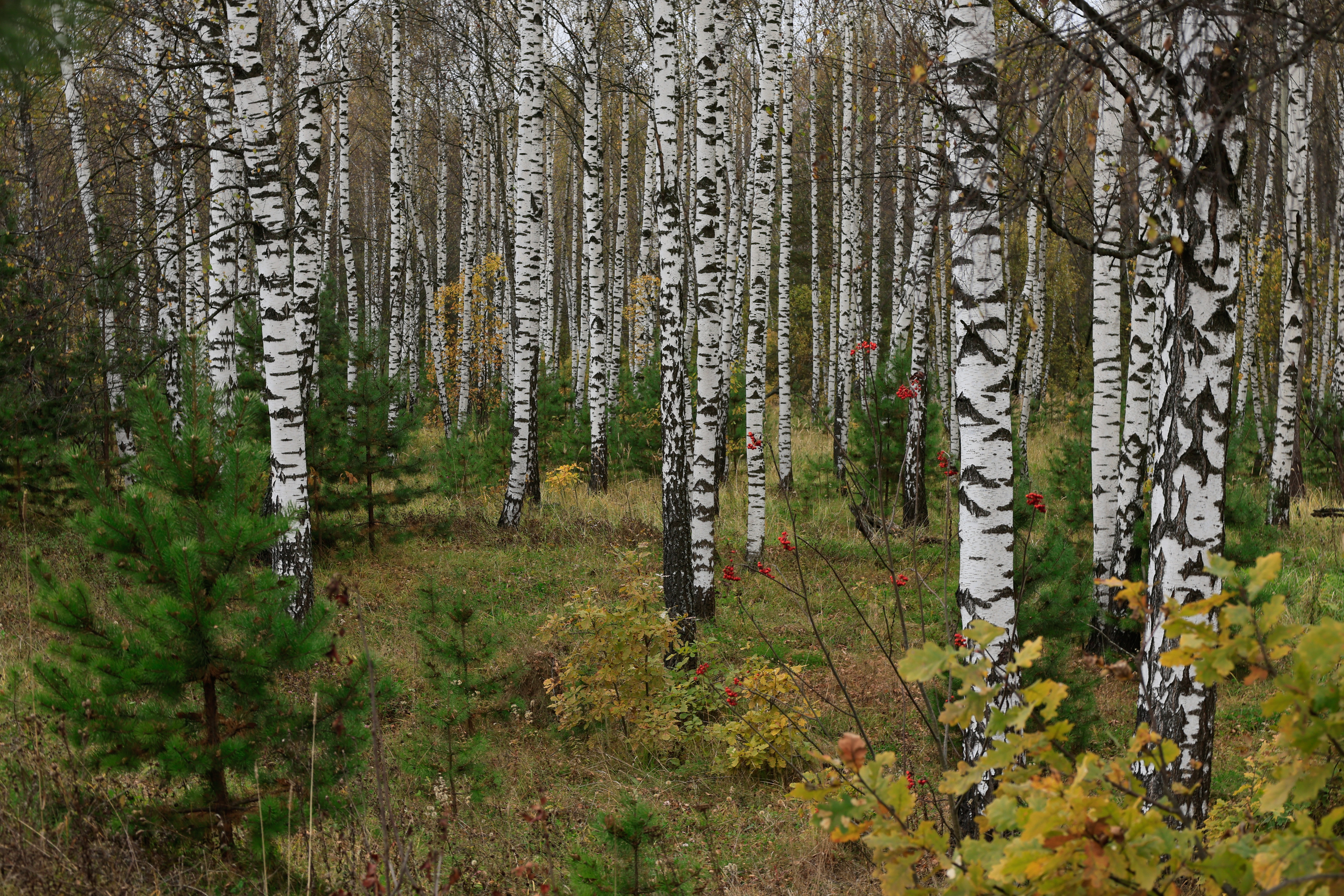 , Пётр Калачев