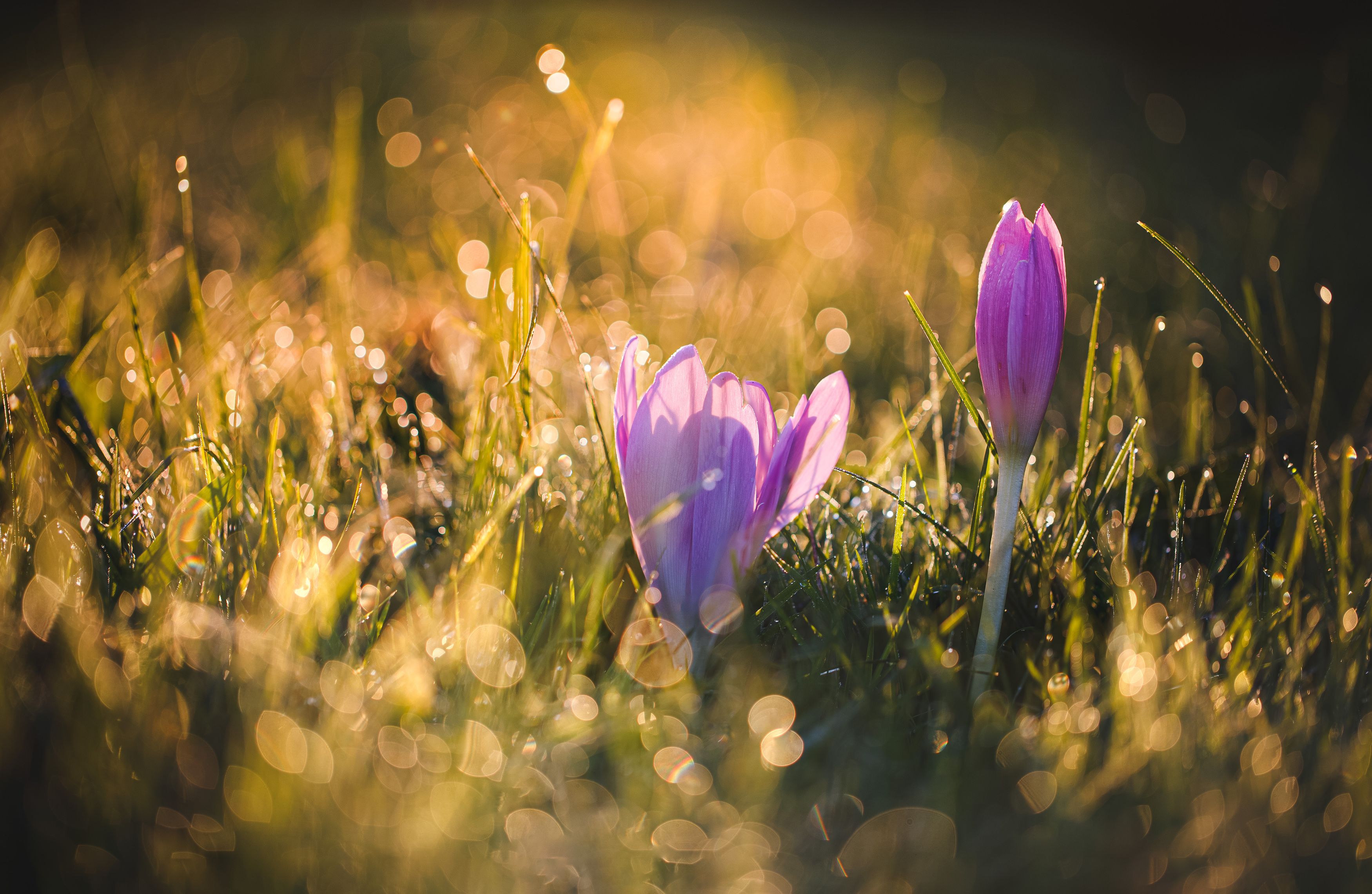 безвременники осенние цветы Смоленская обл., Зеленько Дмитрий