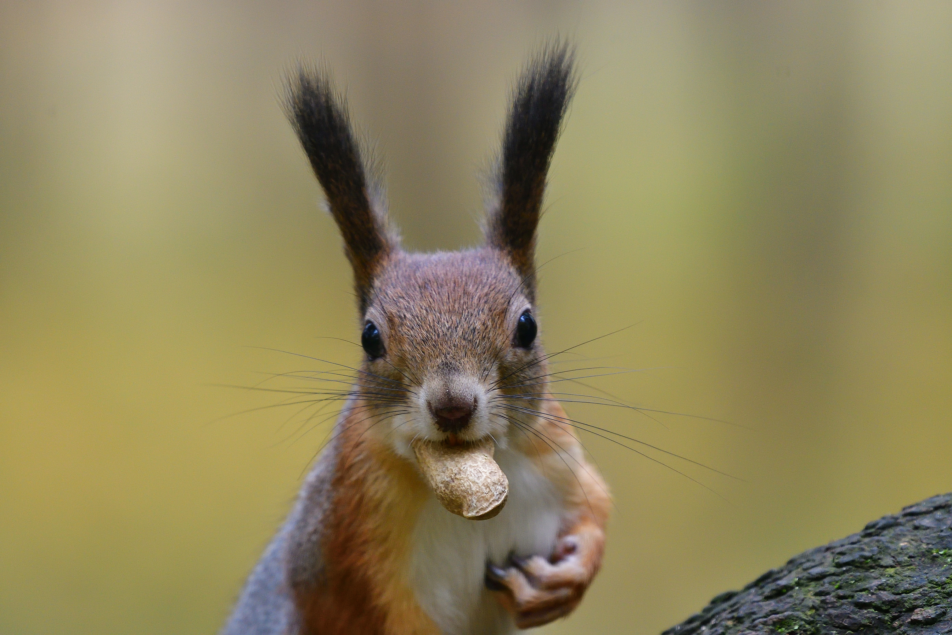 , Корнейчук Игорь