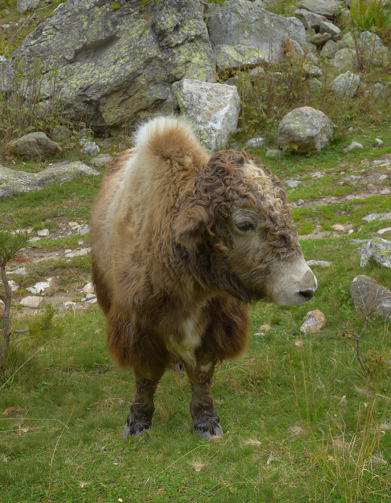 як теленок горы кавказ, Александр Жарников