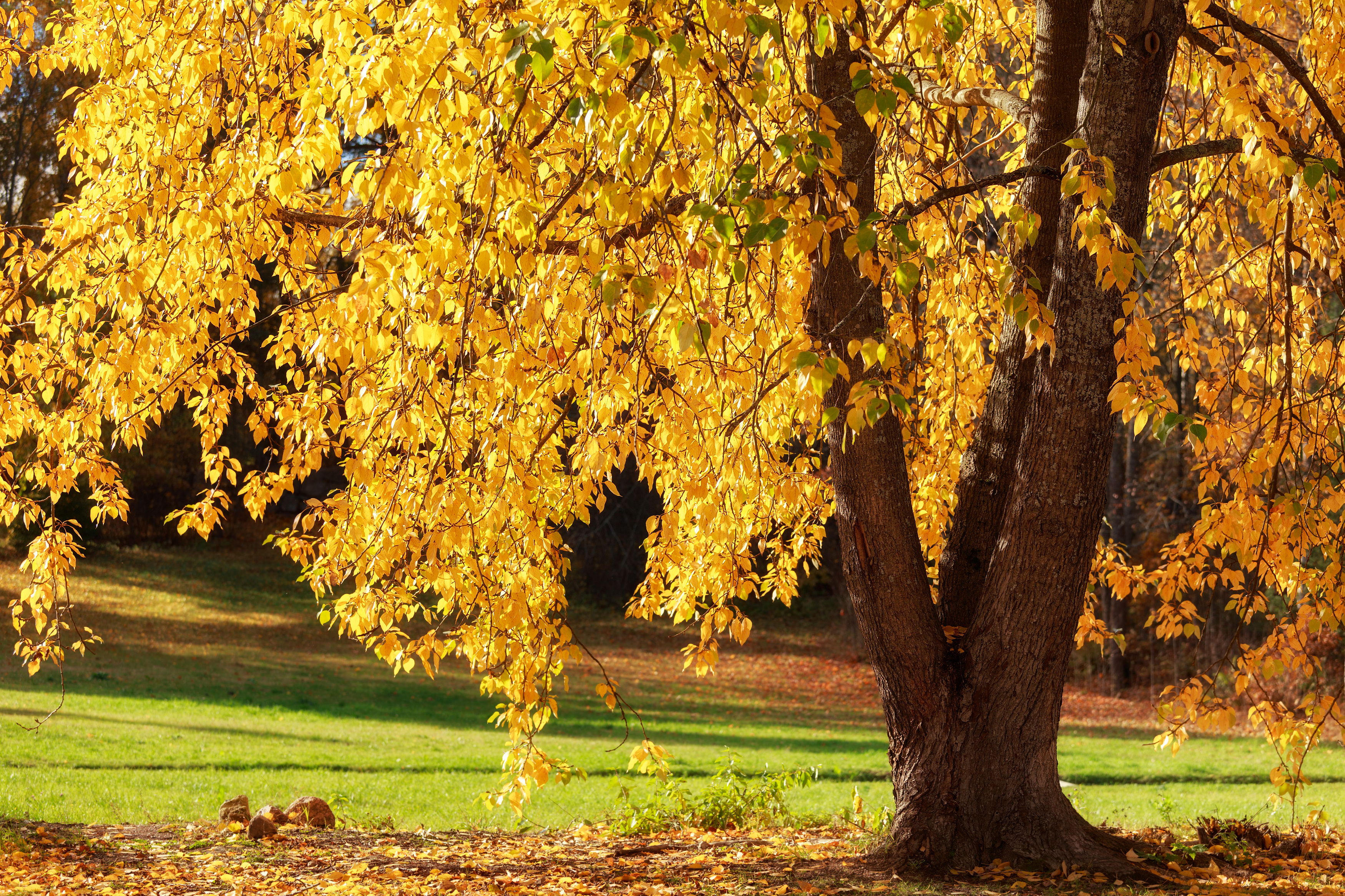пейзаж, осень, солнце, листва, тепло, деревья, парк, подъем настроения, Максим Калашников
