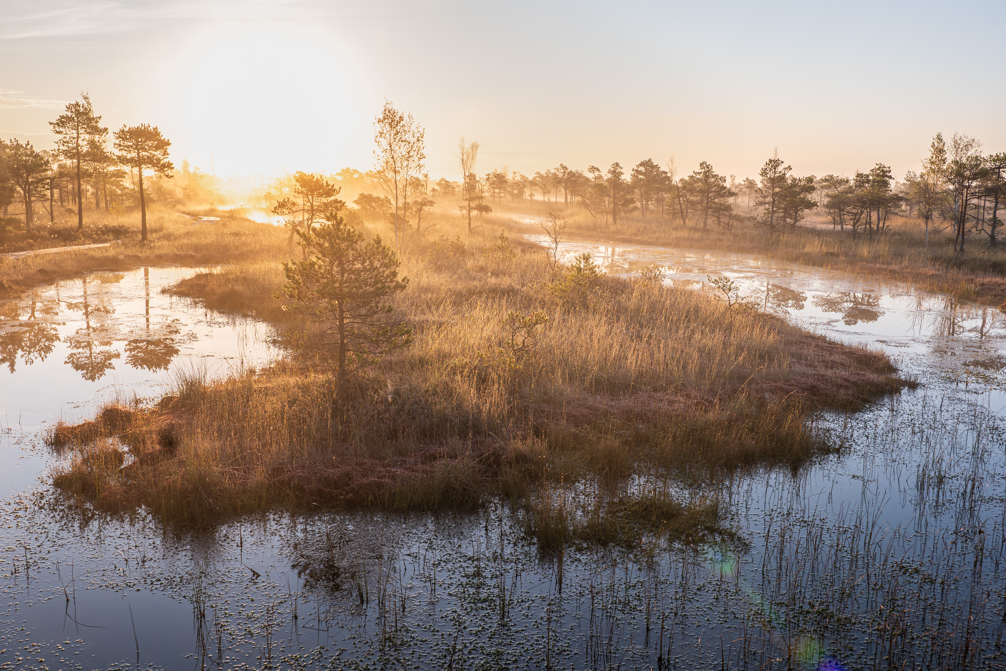 , Гордон Николай