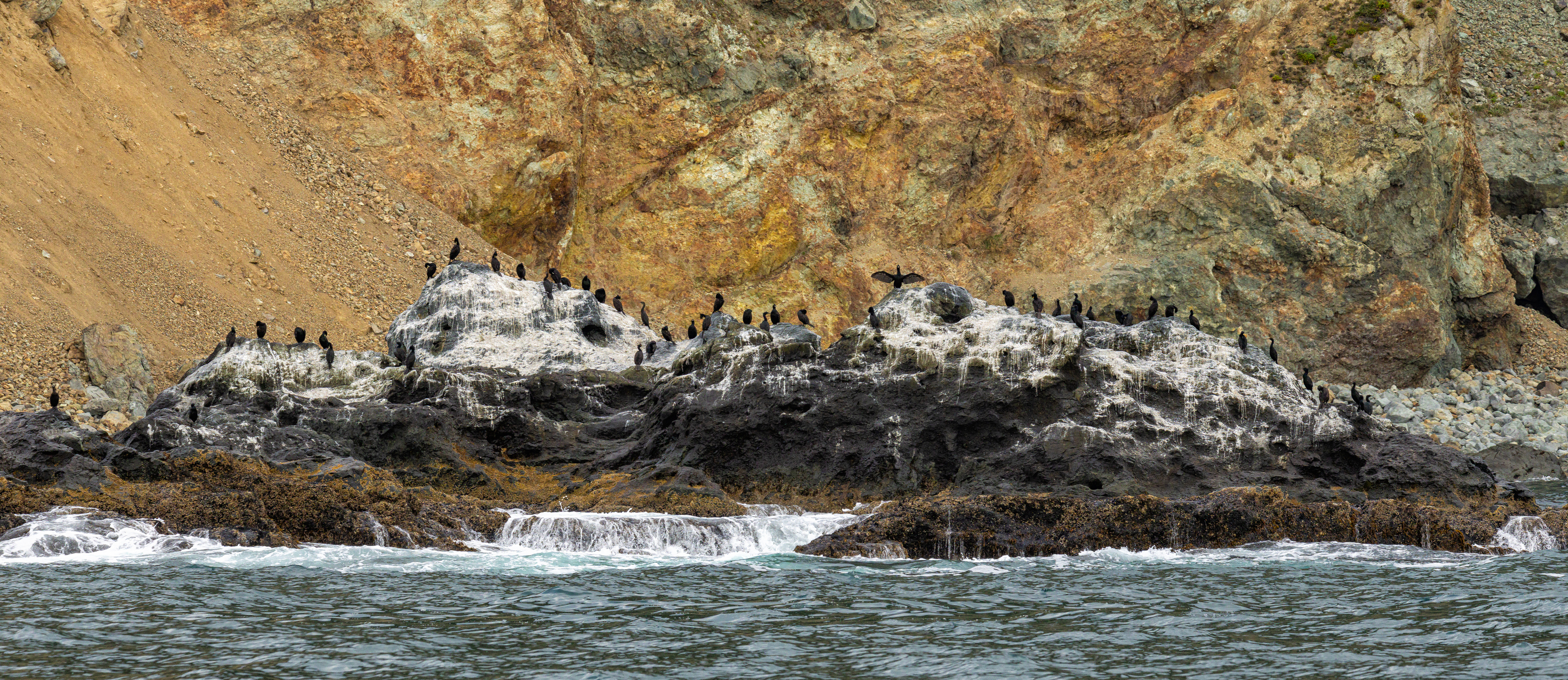 камчатка, бакланы, скалы, природа, птицы, тихий океан, Подосинников Максим