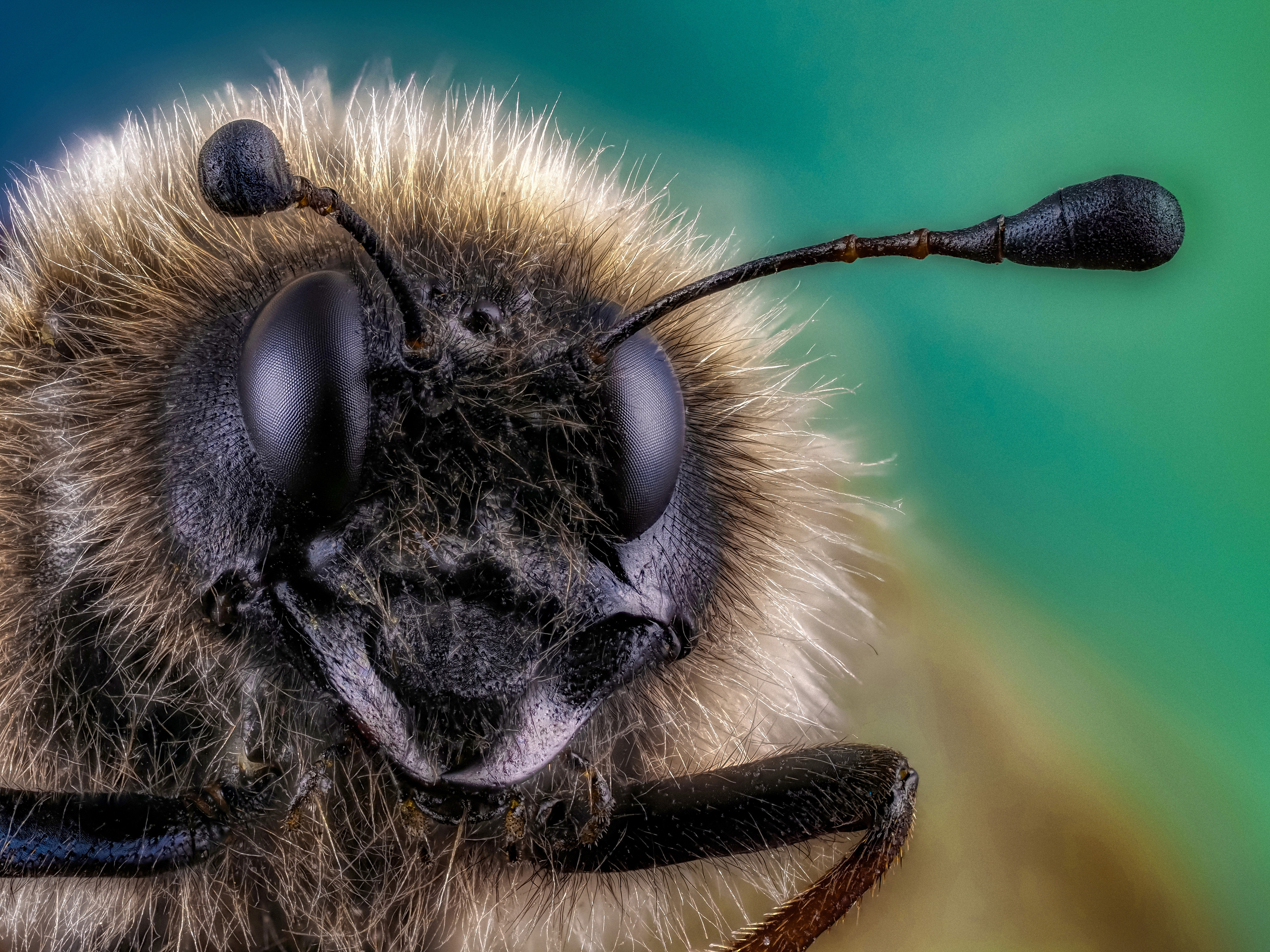 , Олег Савицкий