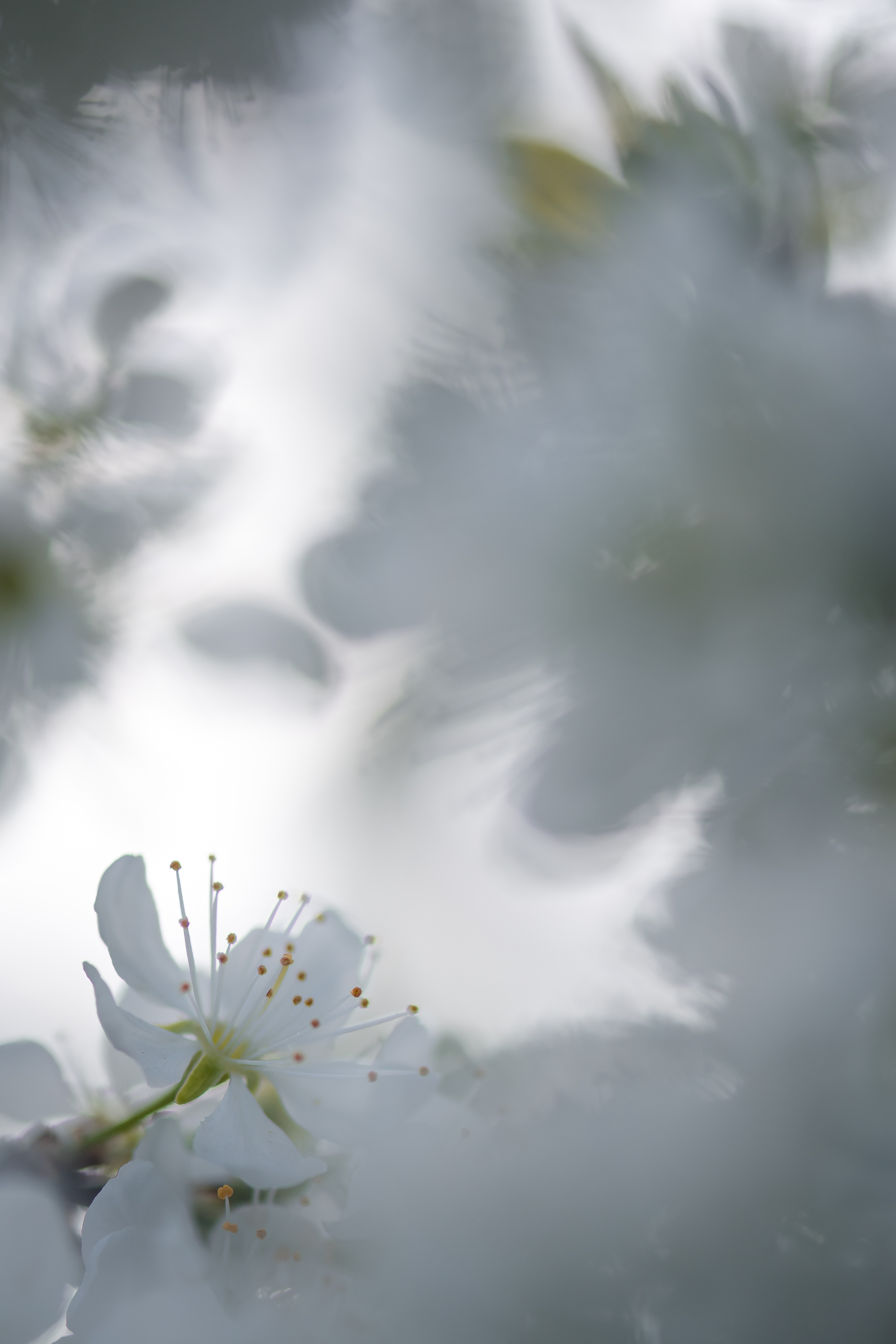 Терновник, цветы, боке, белый, Соварцева Ксения