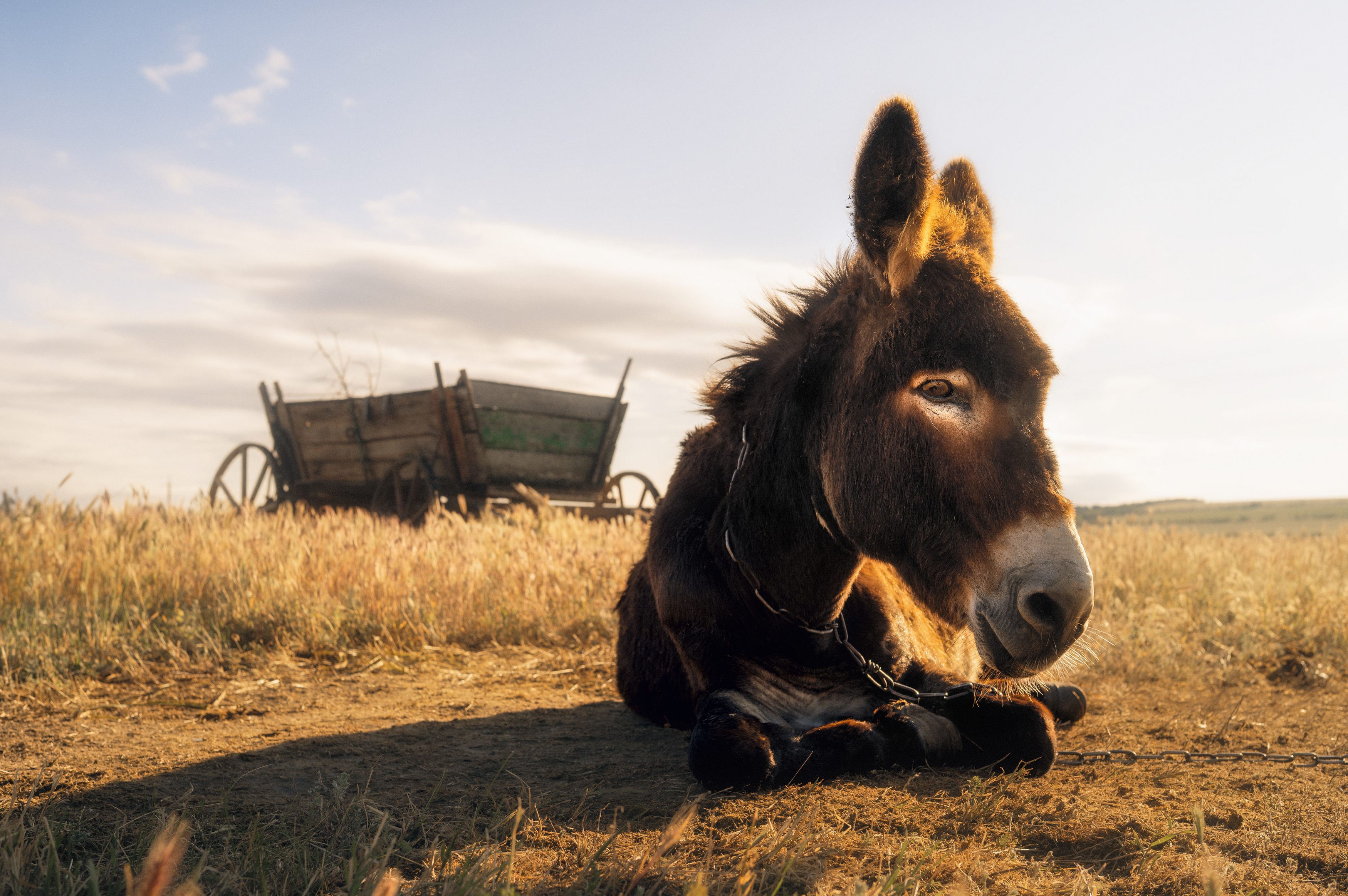 осёл, повозка, закат, сельская жизнь, пастораль, степь, лето, деревня, золотой свет, поле, природа, покой, тёплый свет, сельский пейзаж, животные, ностальгия, атмосфера, сельское утро, одинокий, старина, документальная фотография, душевность, пастухи, кре, Сухенко Олег