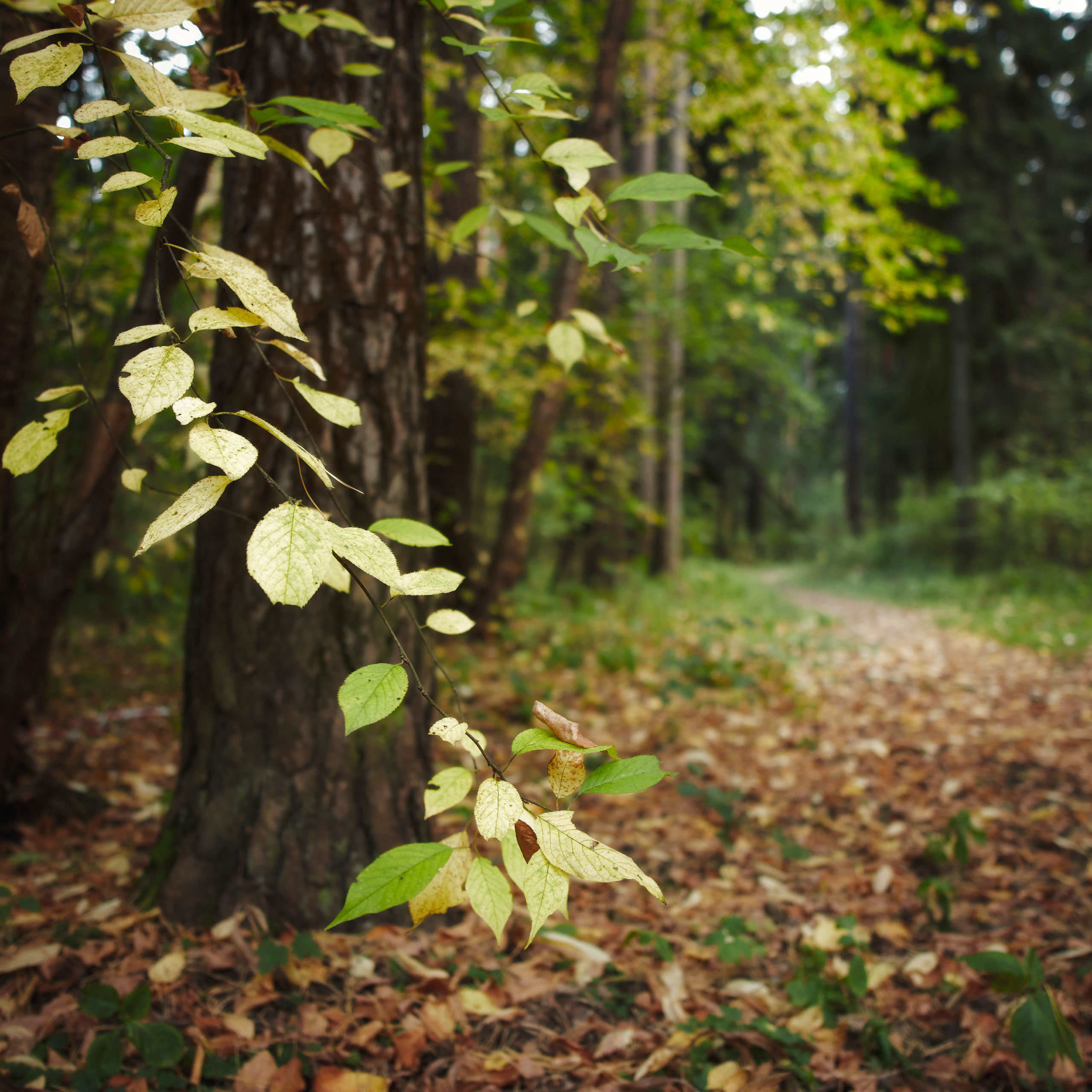 лес, деревья, листва, осень, Валерий Вождаев