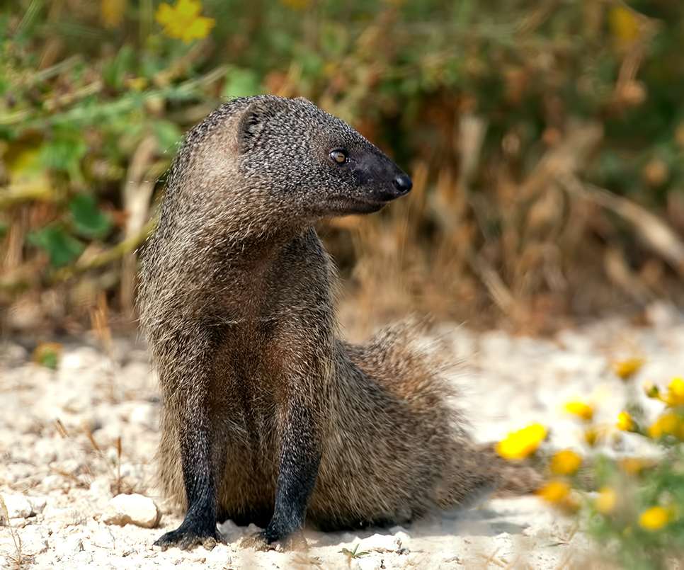 египетский мангуст, мангуст, дикие животные, animal, израиль, israel, Etkind Elizabeth