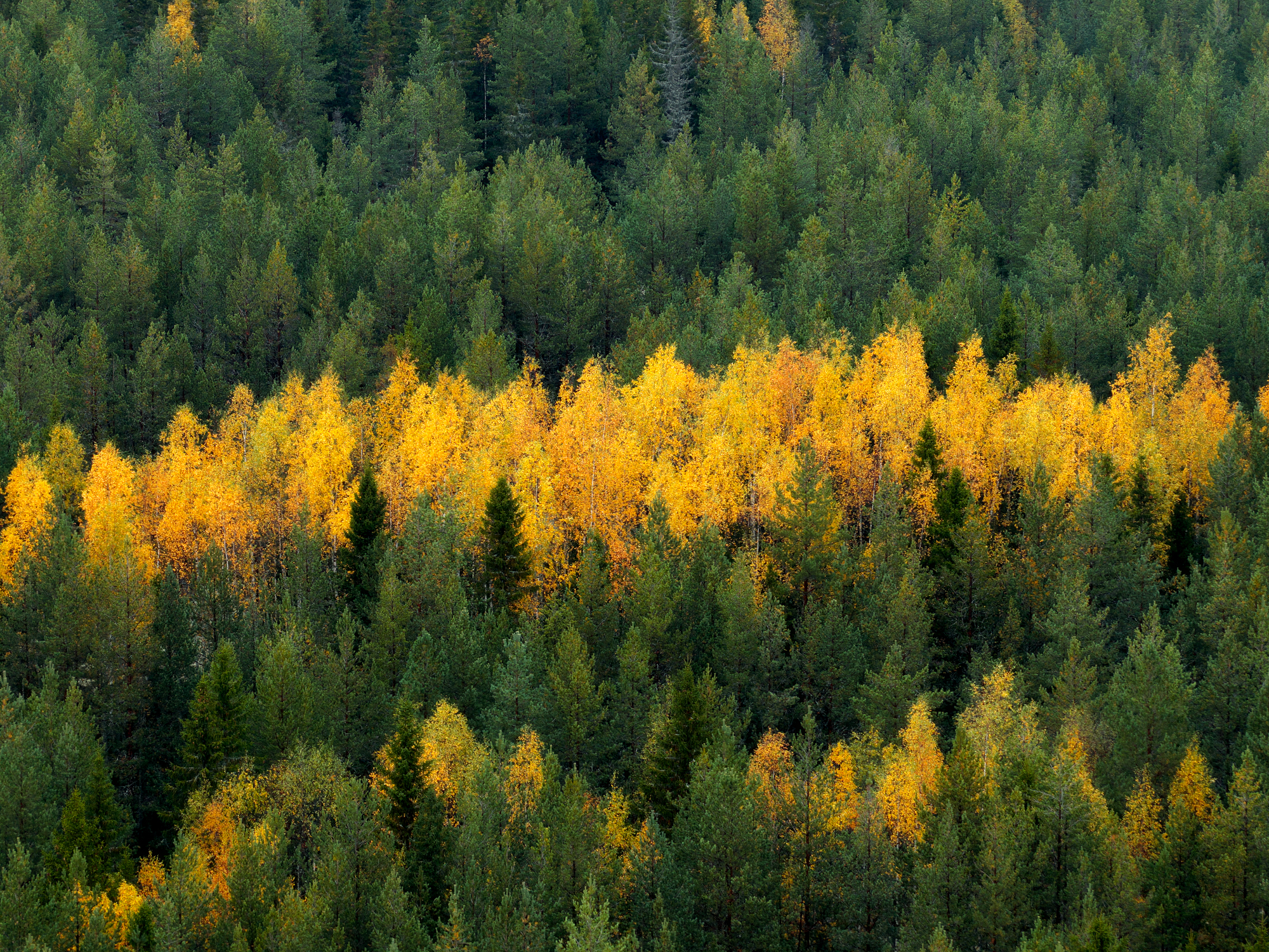 Валаам, Кондратенко Руслан