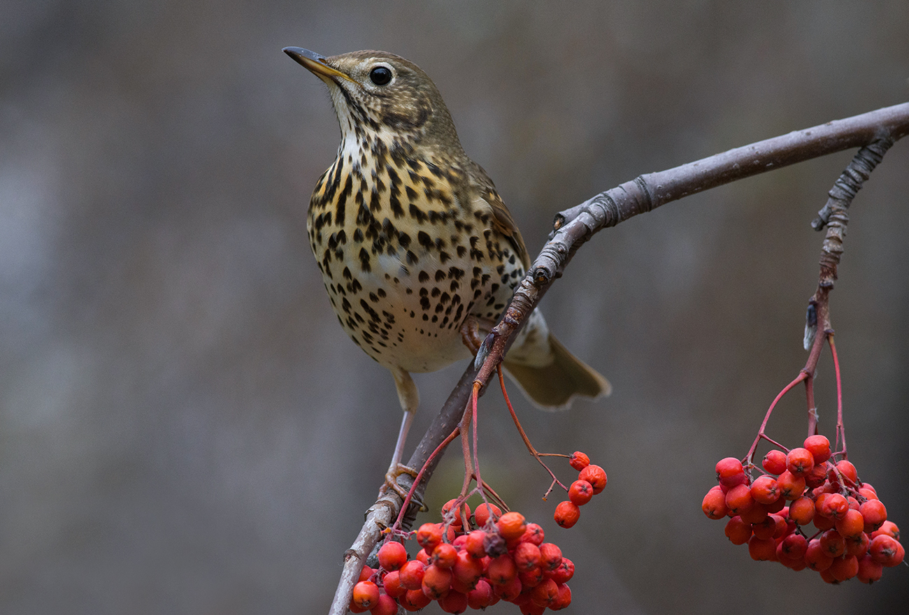 певчий дрозд,осень,октябрь,рябина, Иван
