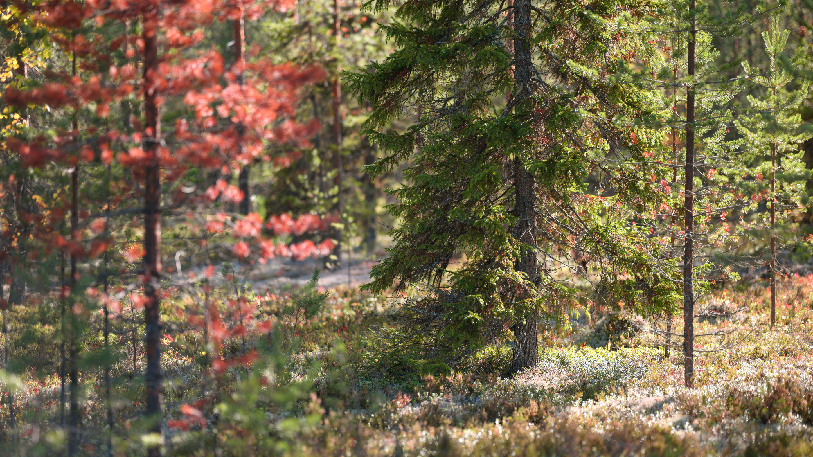 meadow, forest, autumn, tree, moss, sun, light, beauty, nature, landscape, season, morning, shadows, Андрей Козлов