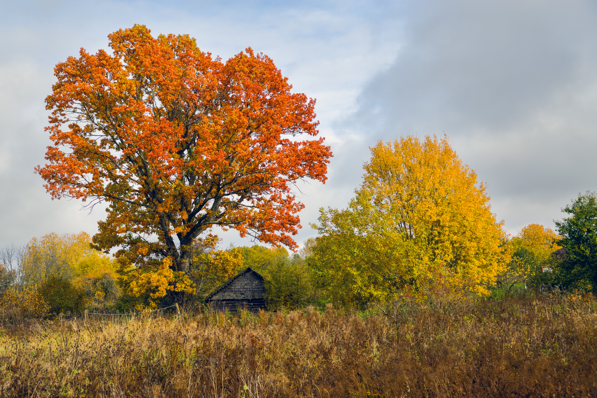 осень, пейзаж, дом, деревья, Мурзинов Виктор