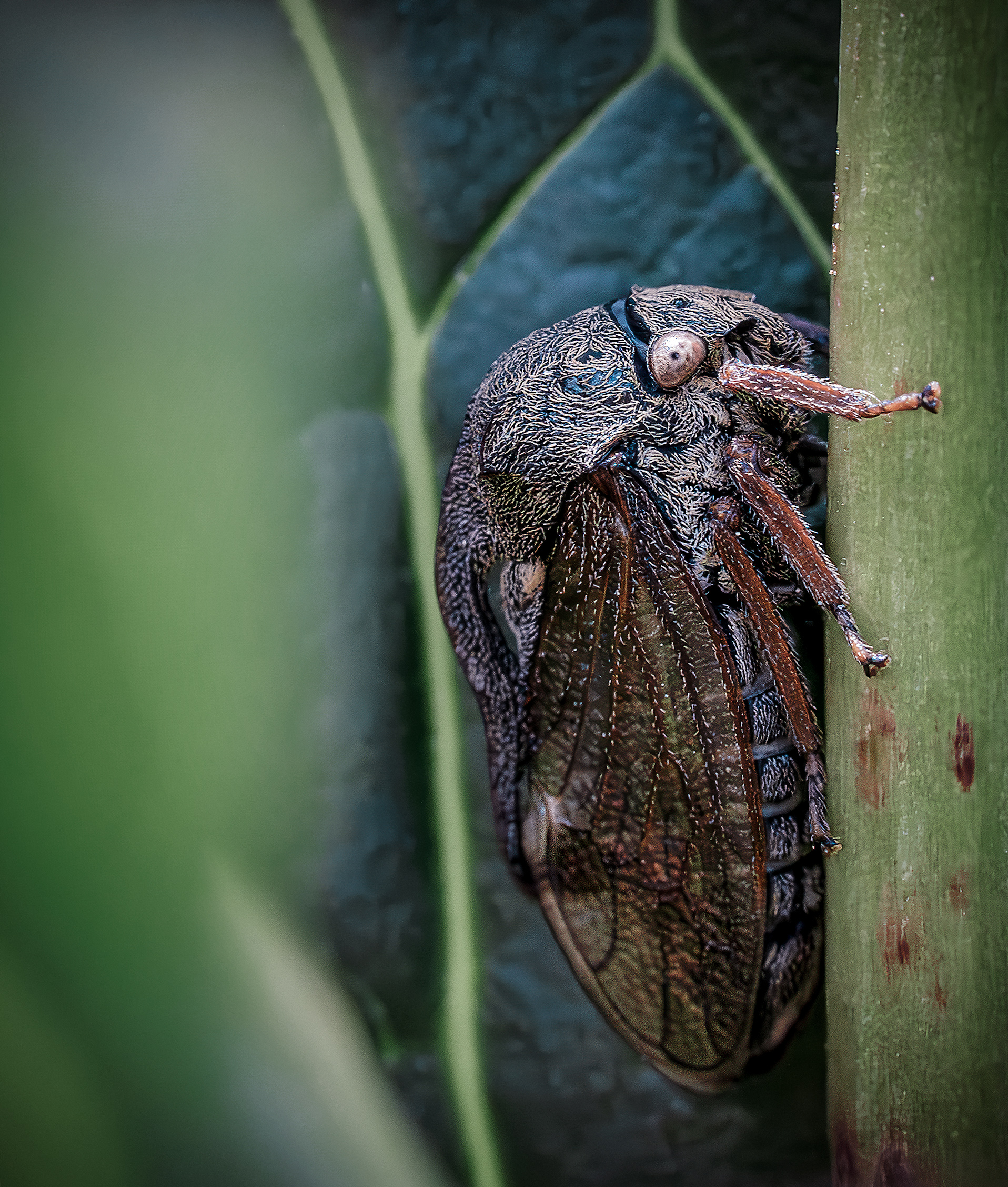 Горбатка обыкновенная лето 2025 макро, Ворожцова Марина