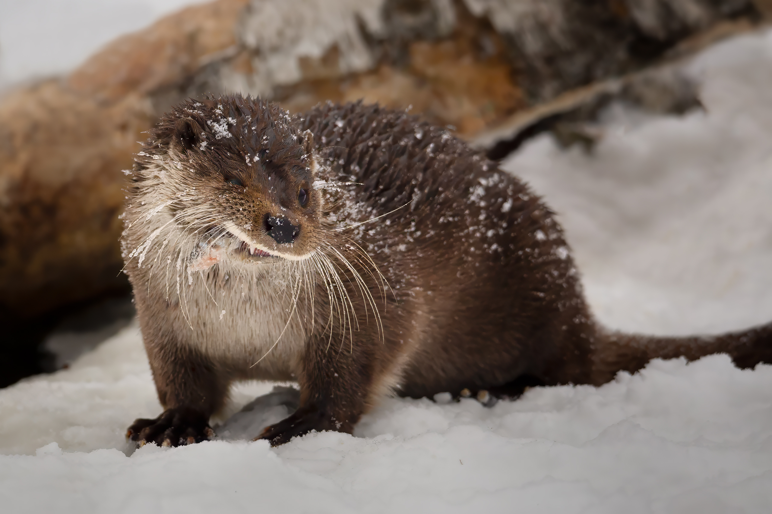 , Проценко Татьяна