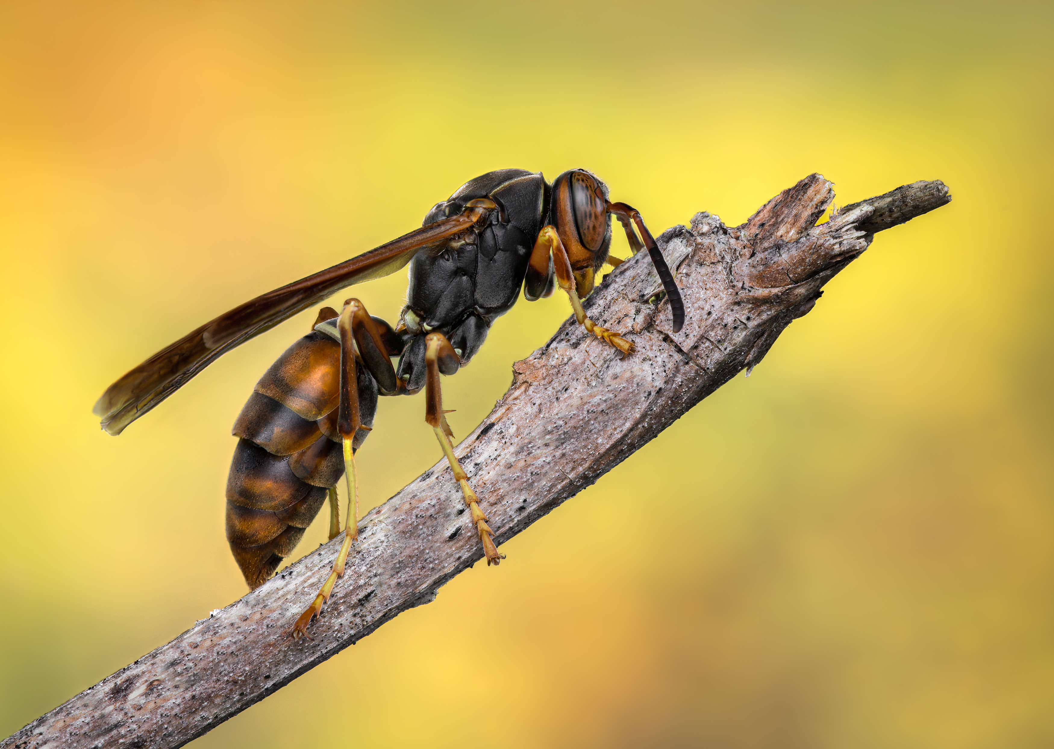 wasp, insect, macro, nature, wild, insects, bee,, Atul Saluja