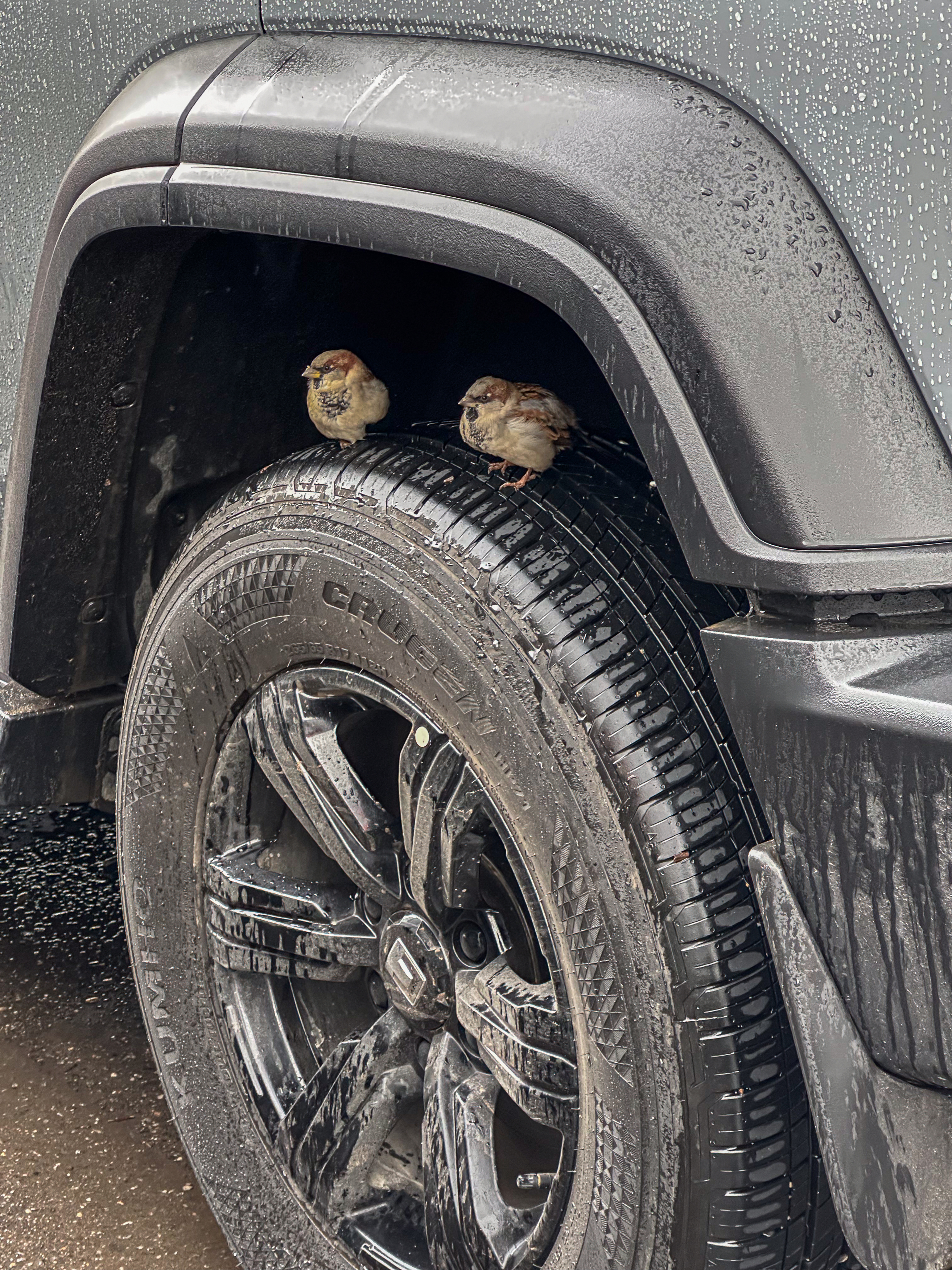 , Курлянцев Алексей