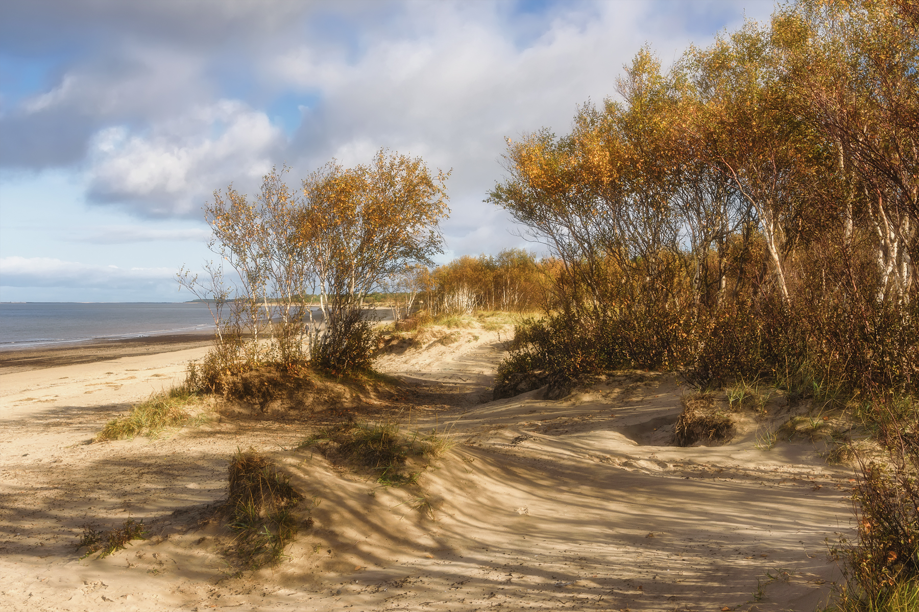 осень, утро, белое море, берег, песок, дюны, трава, деревья, карликовые березы, небо, облака тени, Вера Ра