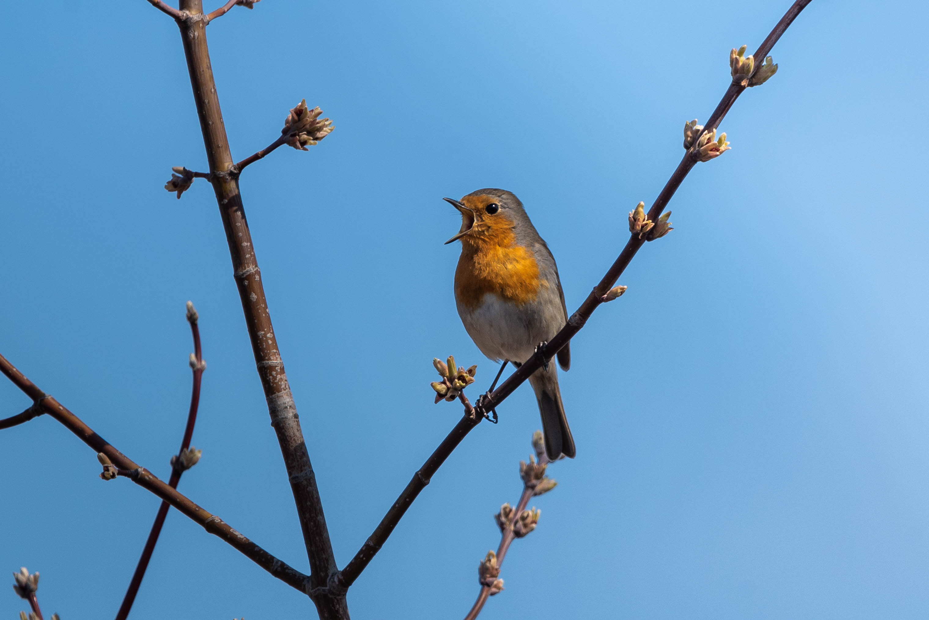 bird, wildlife, robin, nature, wild, зарянка, птицы, фотоохота, дикая природа, songbird , Полина Шальнева