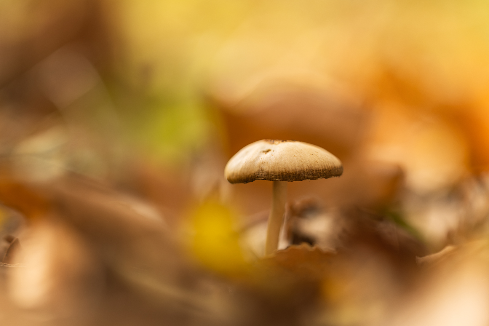 , Илья Михеев