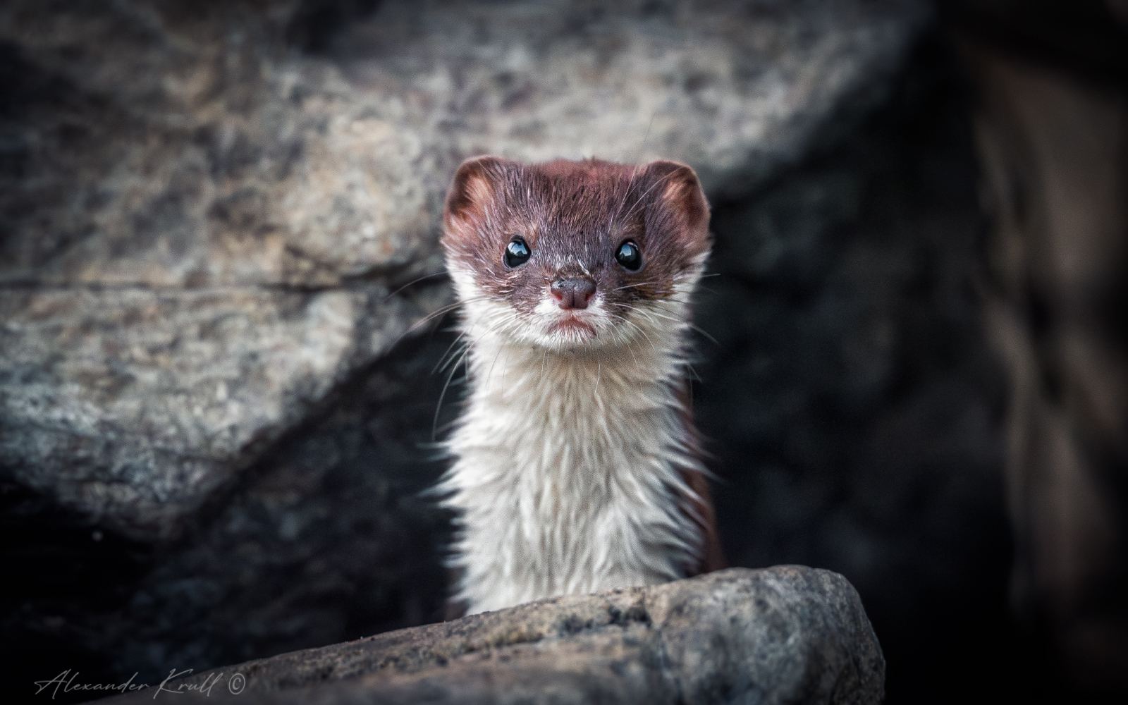 ласка, mustela nivalis caucasica, Круль Александр