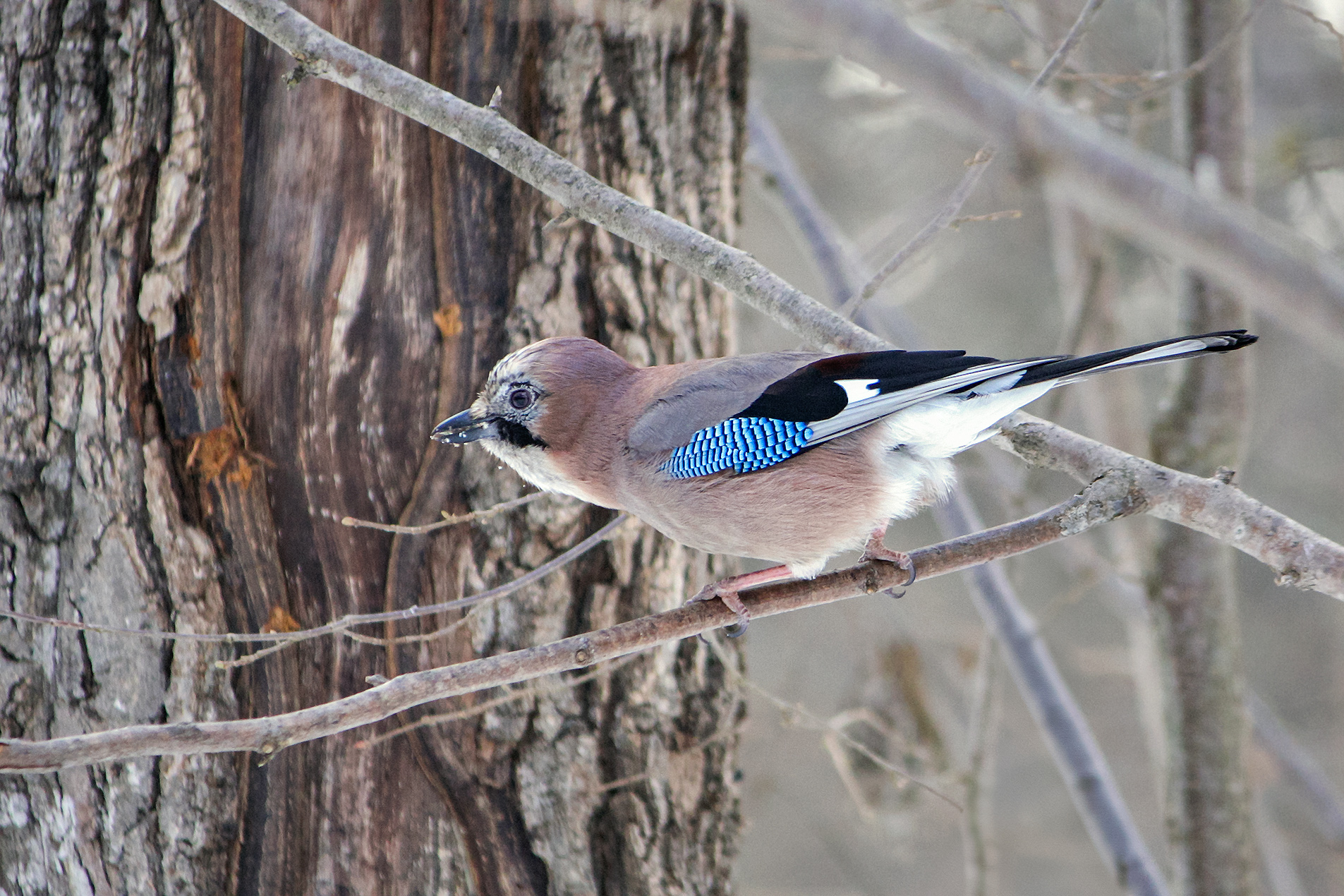 сойка, обыкновенная сойка, кареза, garrulus glandarius, КарОл