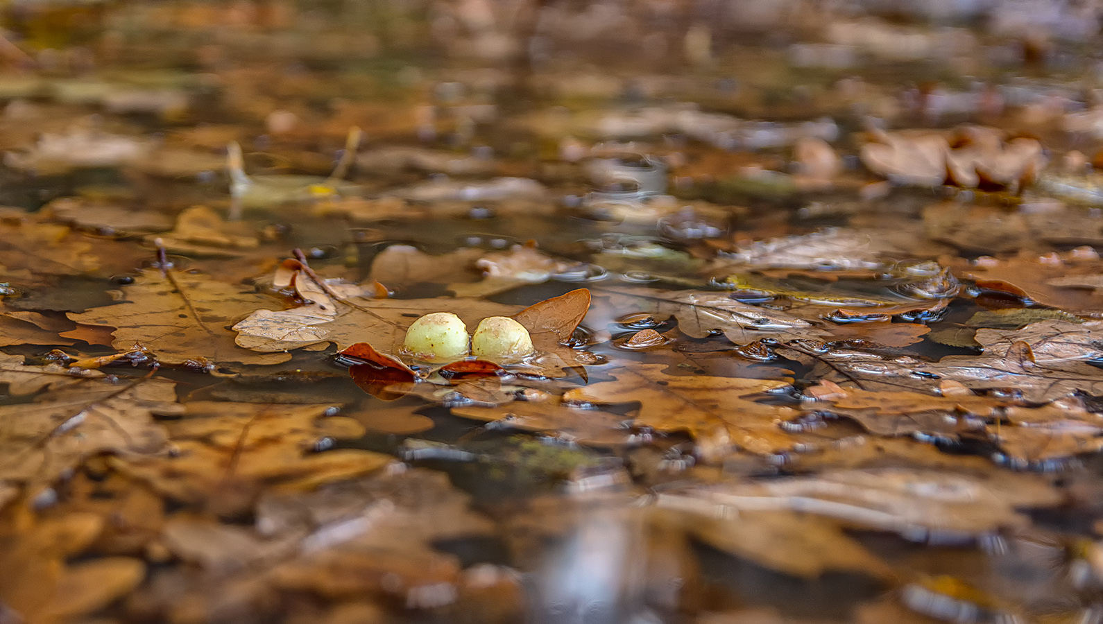 , Анатолий Зверев