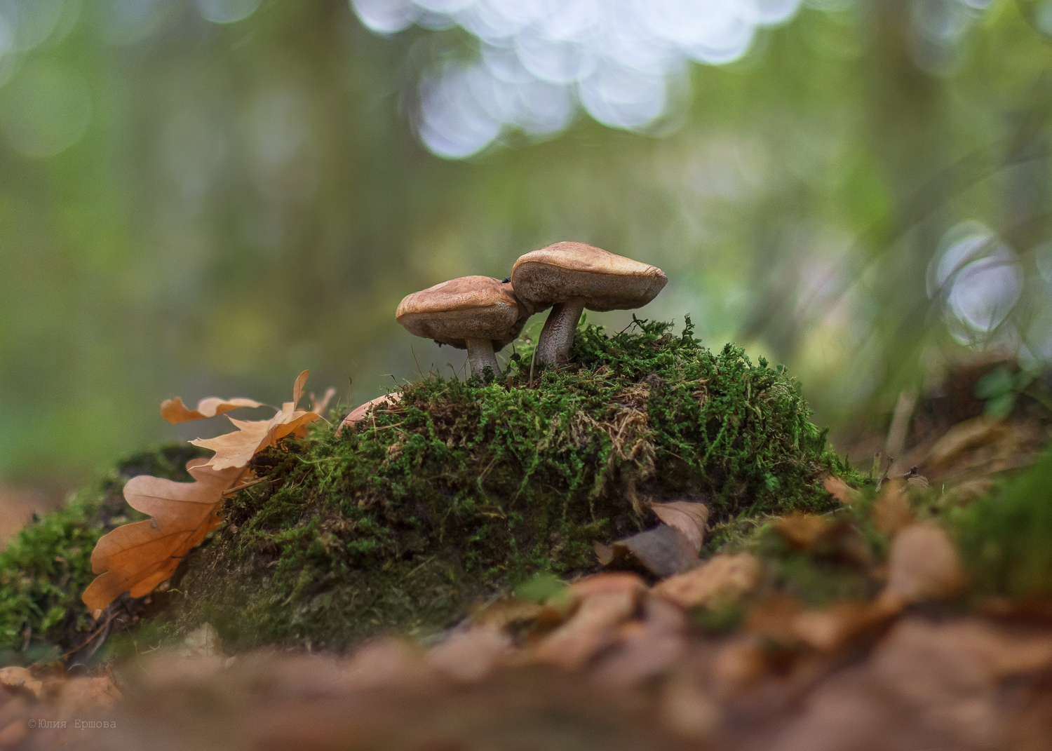 грибы, Ершова Юлия