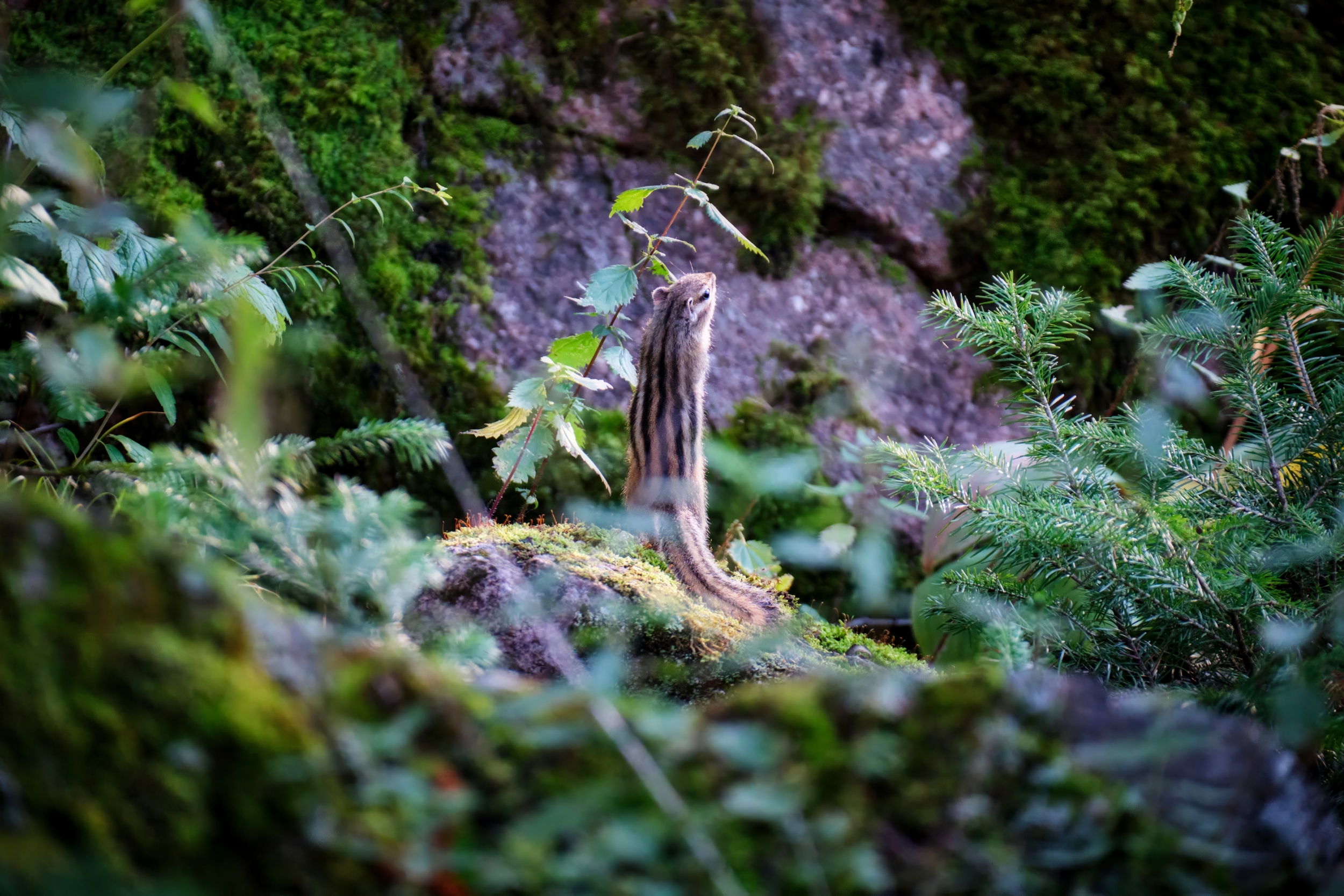 бурундук, Багурский Алексей
