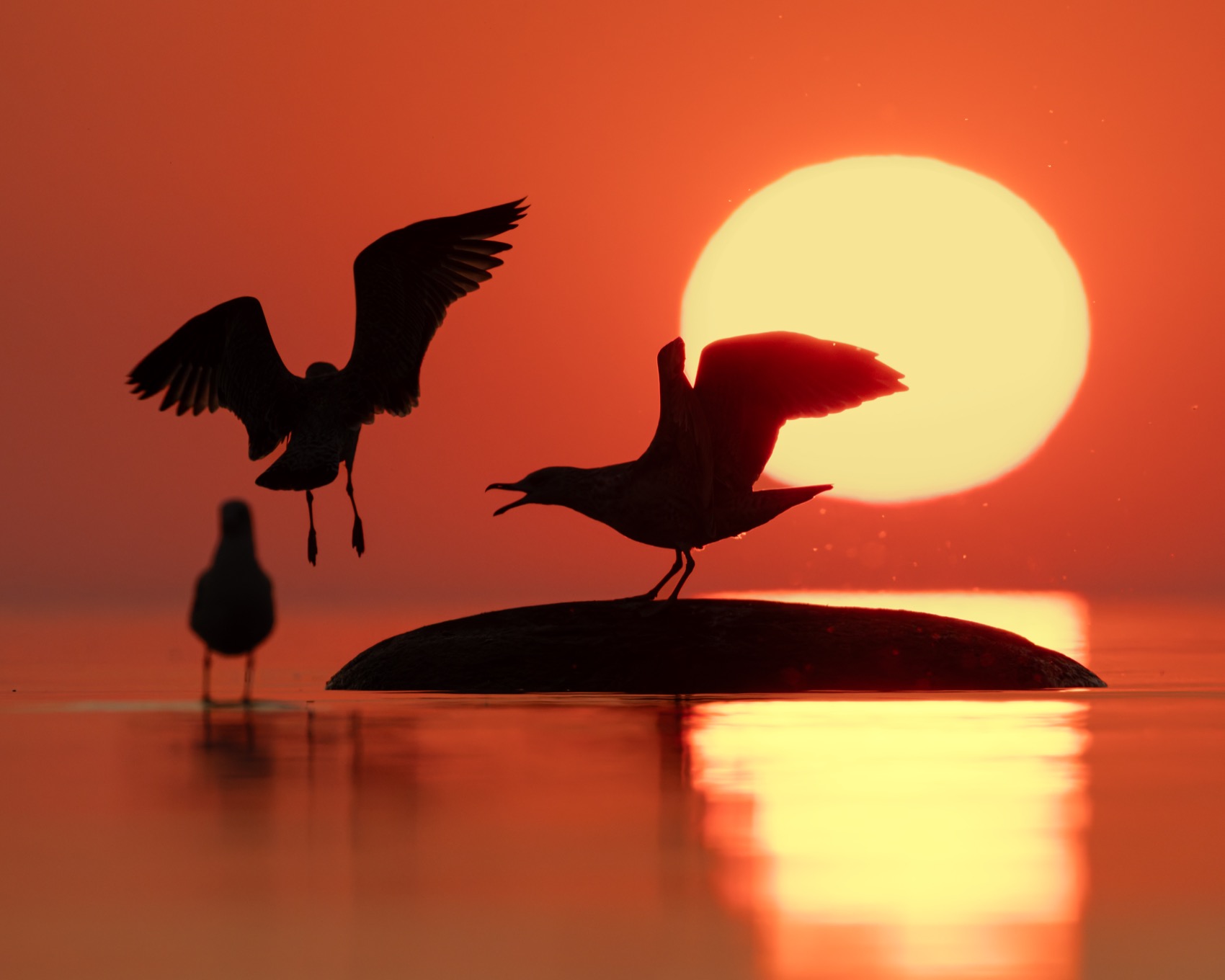 чайка, закат, финский залив, силуэт, Ruslan Pl