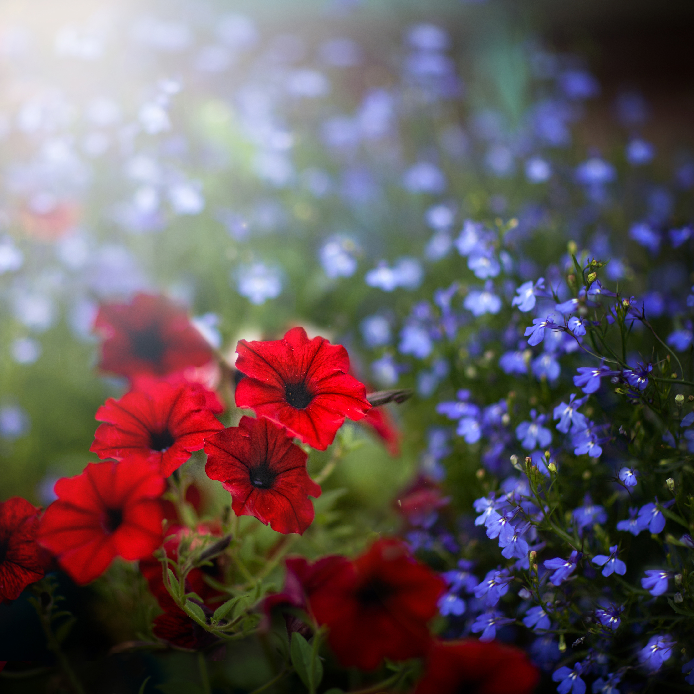 , Гуляев Алексей