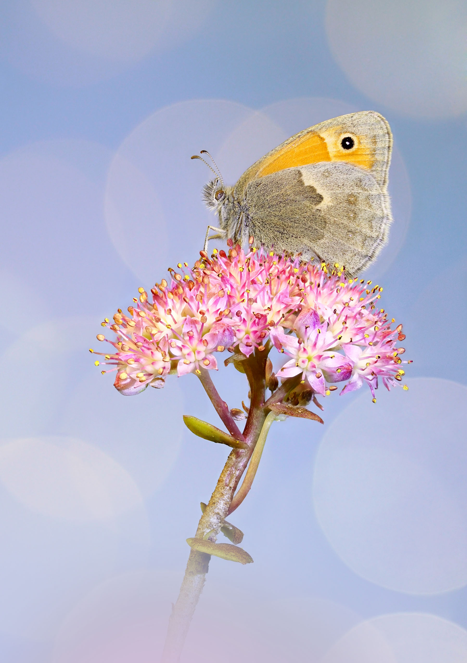 , Чепленко Алексей