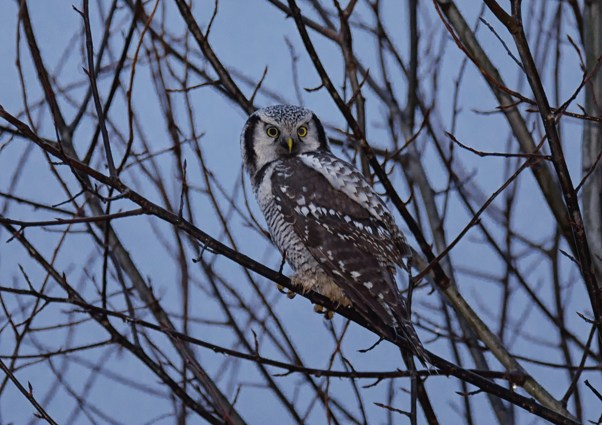 птица сова, ястребиная, лес,, Мочалова Марина