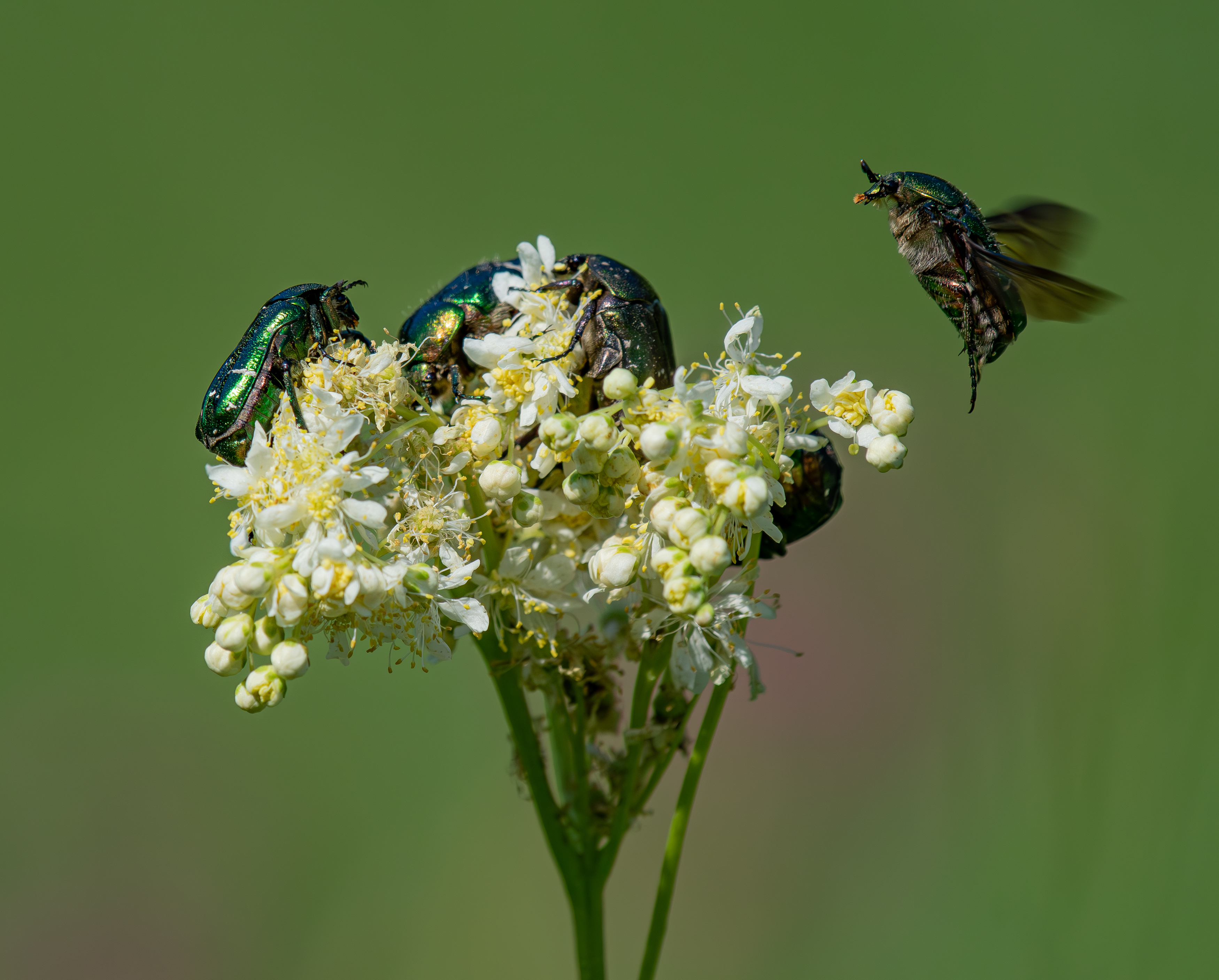 , Алексей Савельев