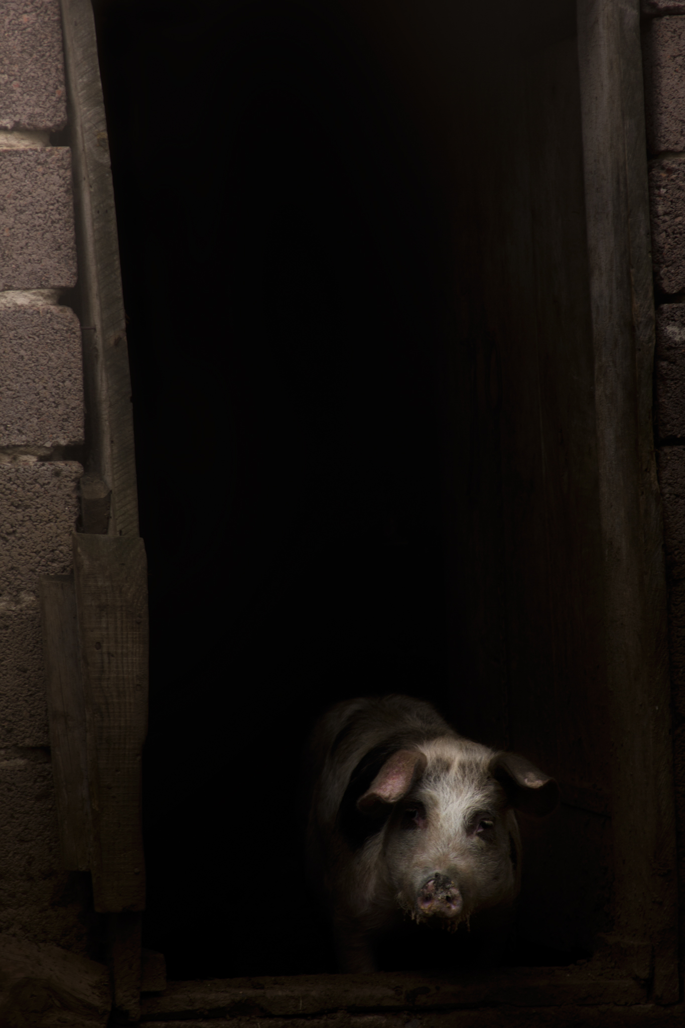 pig, animal, portrait, serbia, stable, door, fine, bacon, home, alone, open door, curious, свинья, животное, портрет, сербия, конюшня, дверь, хорошо, бекон, дом, один, открытая дверь, любопытный,, Radovanovic Marko