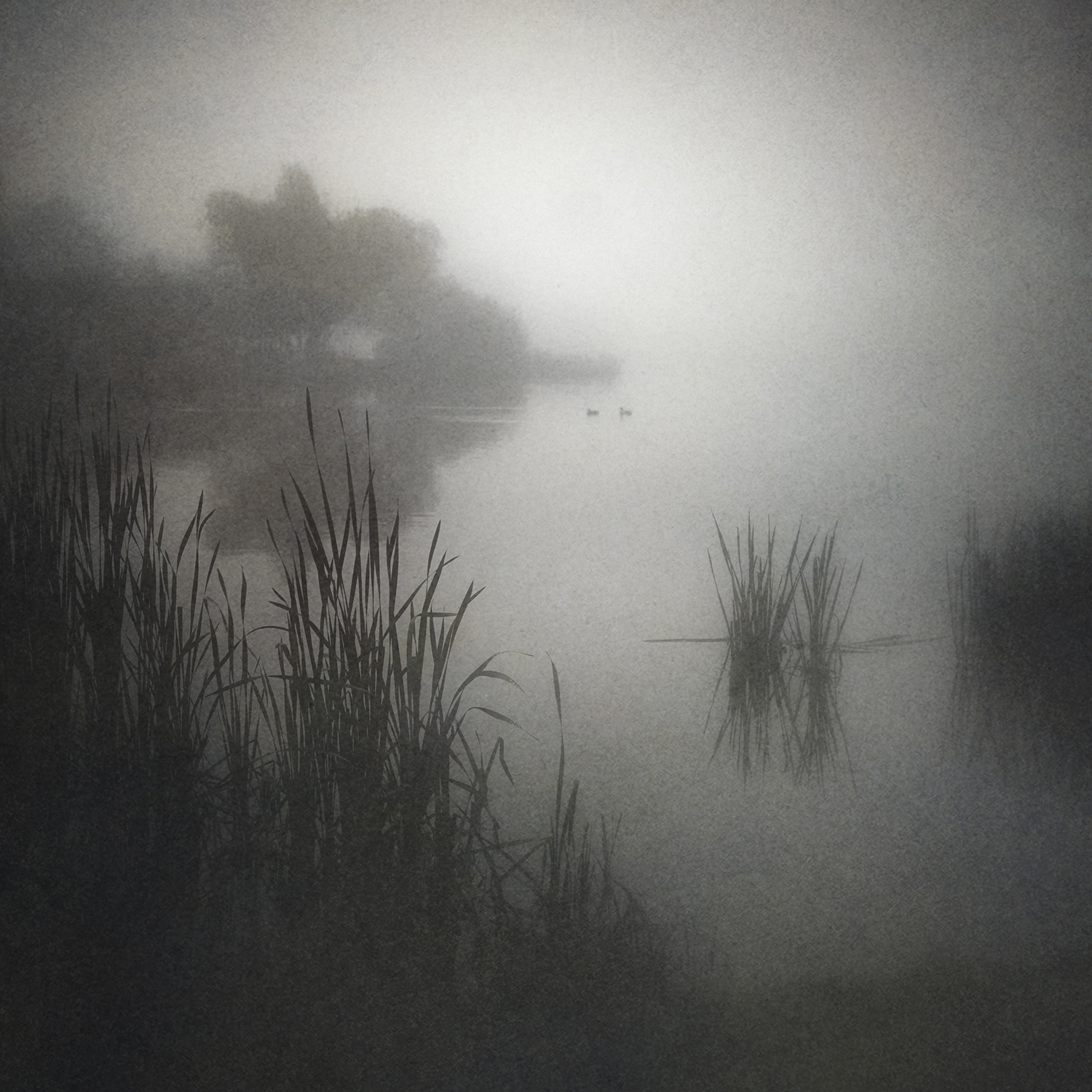 , Сергей Кот