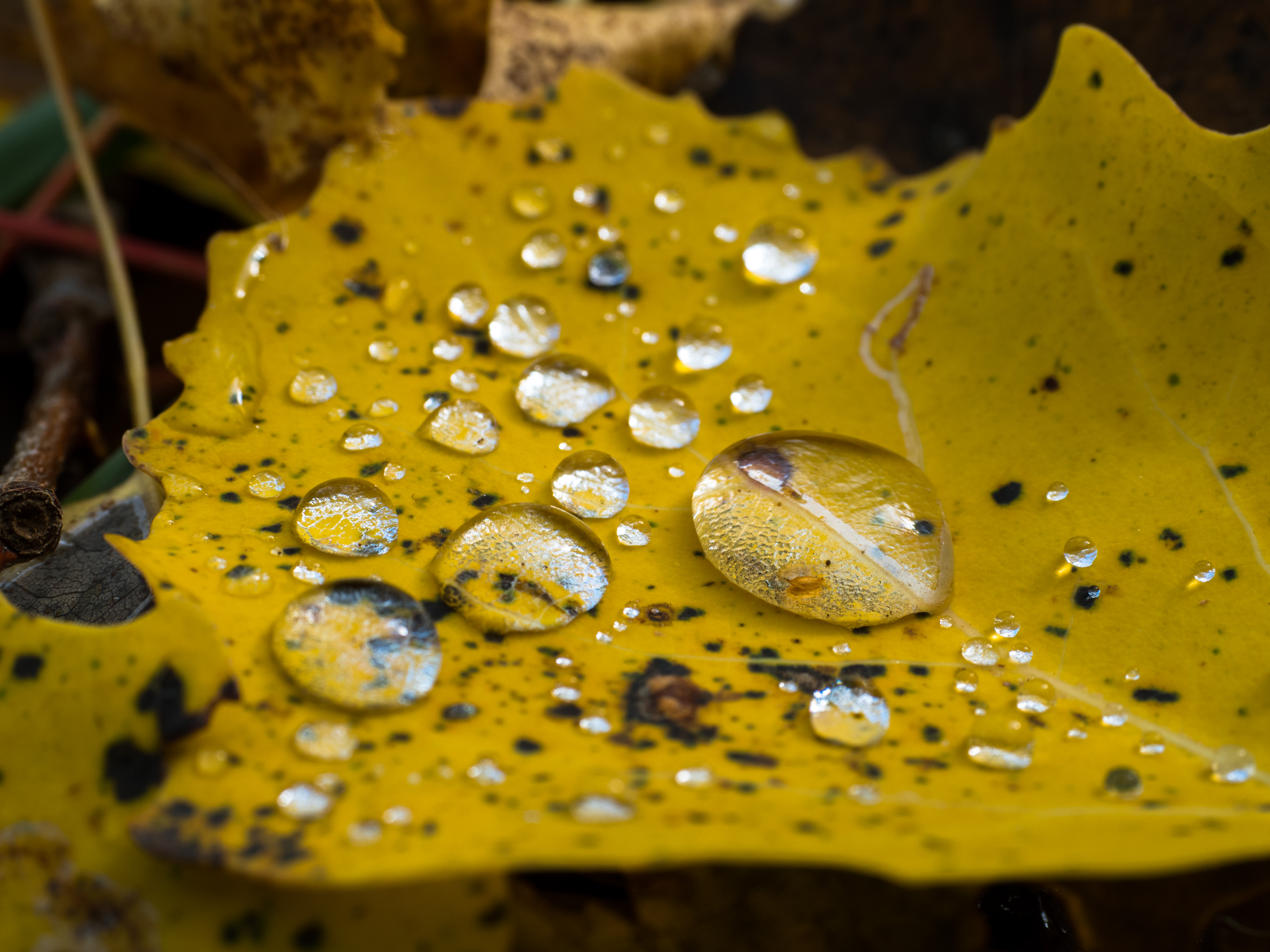 , Станислав