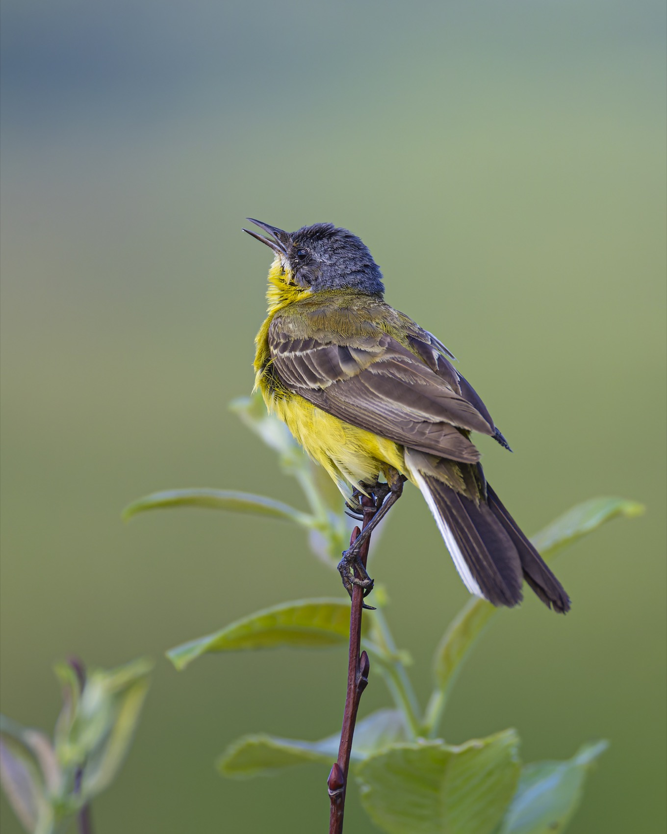 желтая трясогузка,трясогузка, птицы, Ruslan Pl