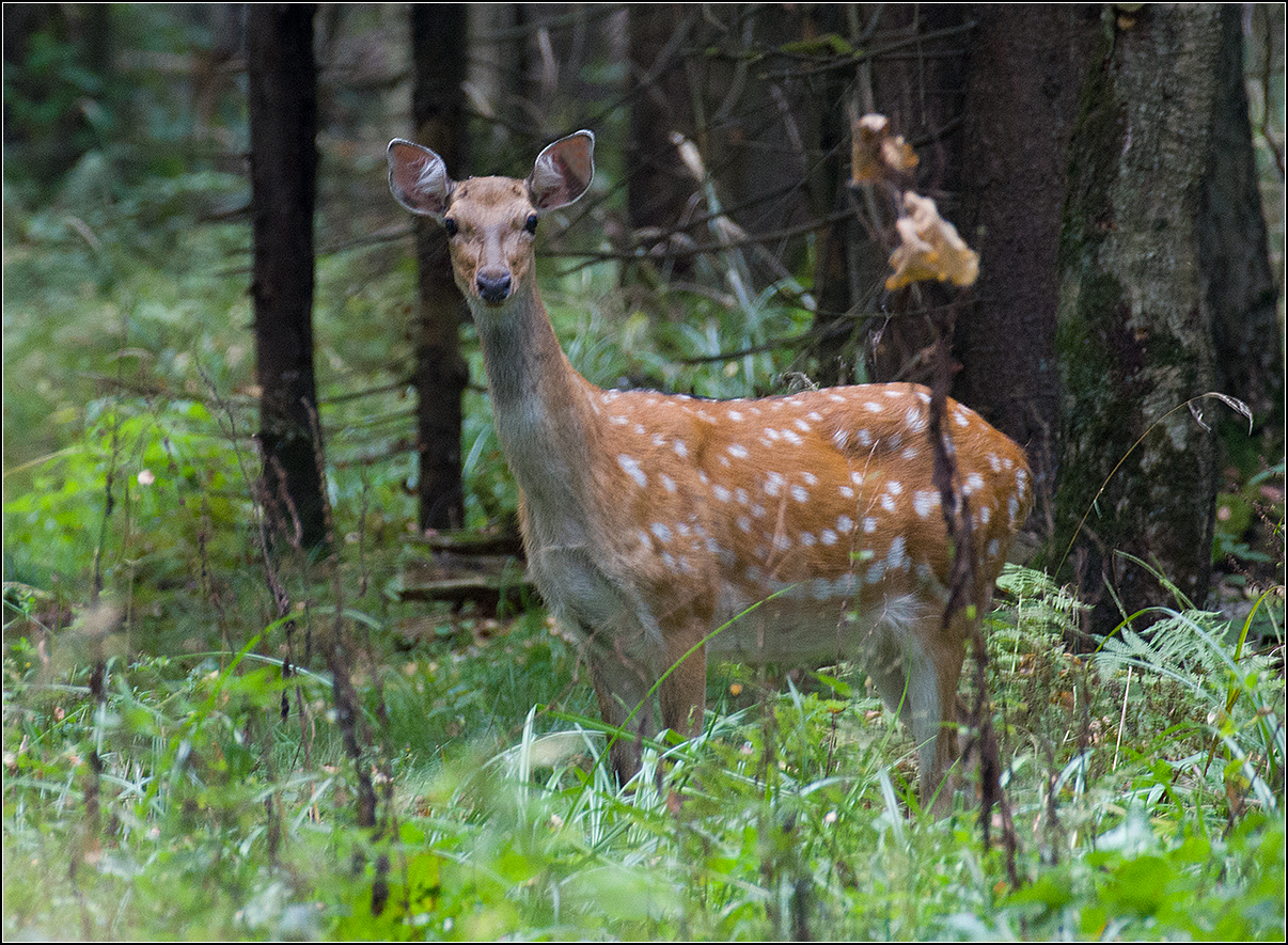 москва, осень, парк, пятнистый олень, АНАТОЛИЙ ДОВЫДЕНКО