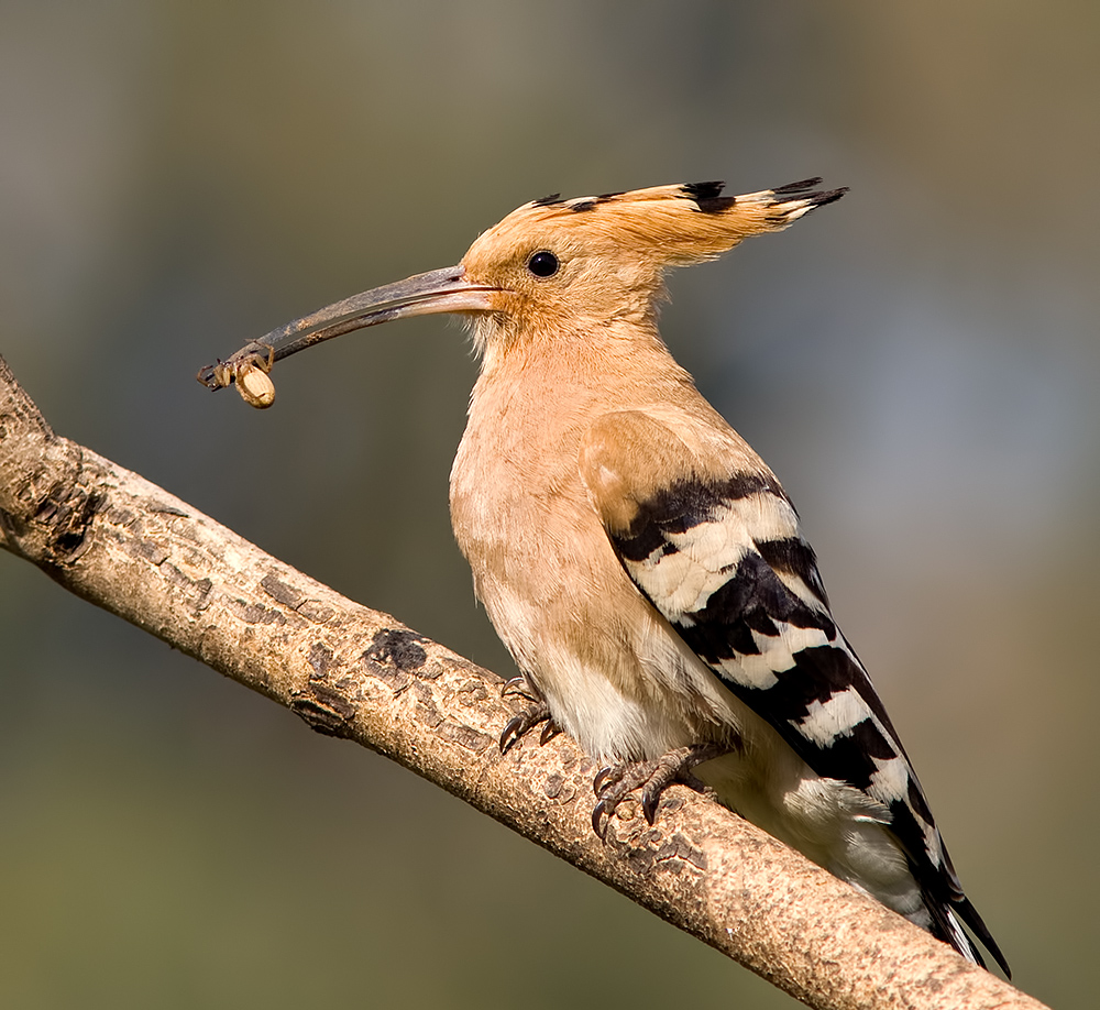 удод, upupa, epops, hoopoe, израиль, birds, птица,wild,israel, eurasian hoopoe, hoopoe, Etkind Elizabeth