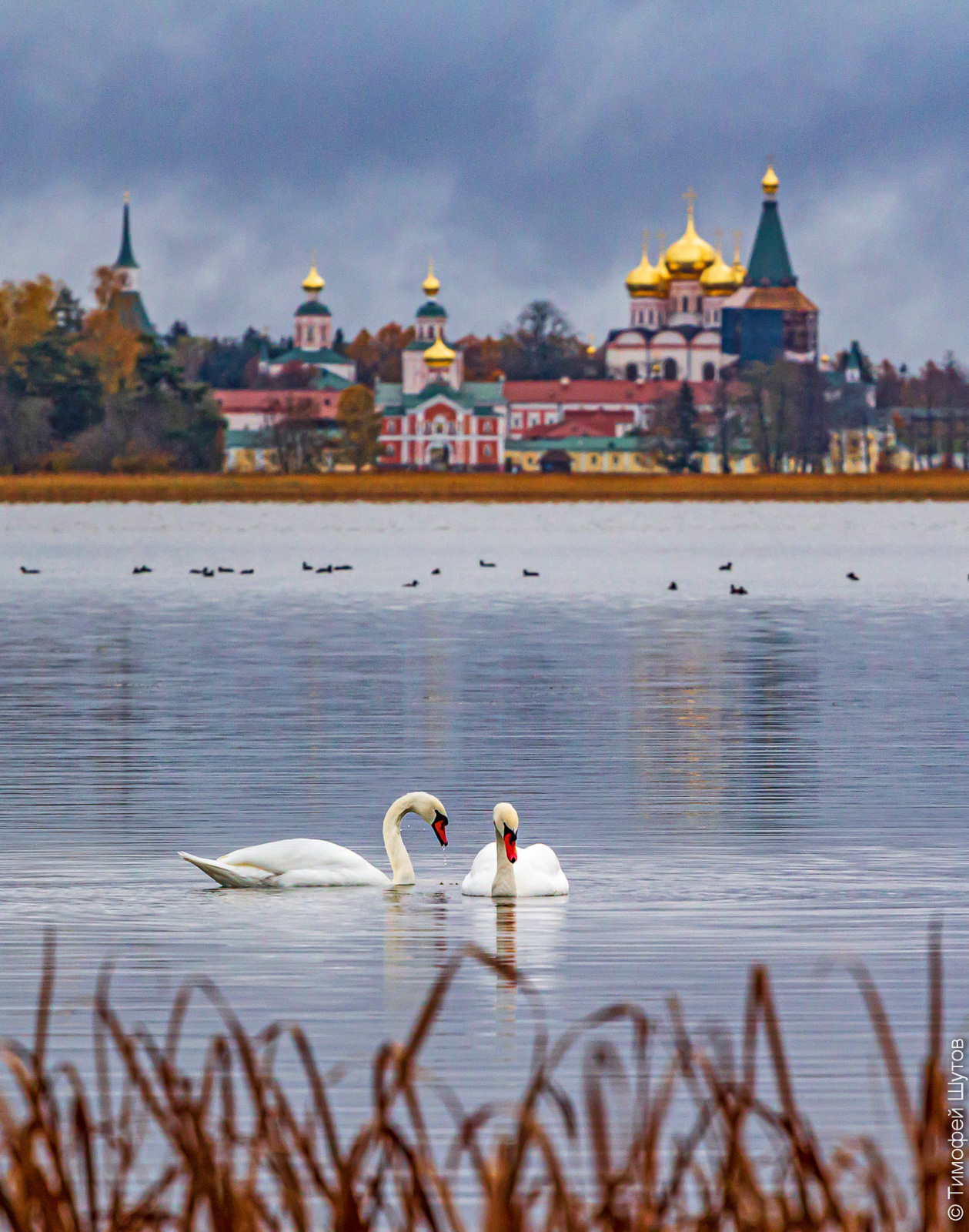 валдай, Тимофей Шутов