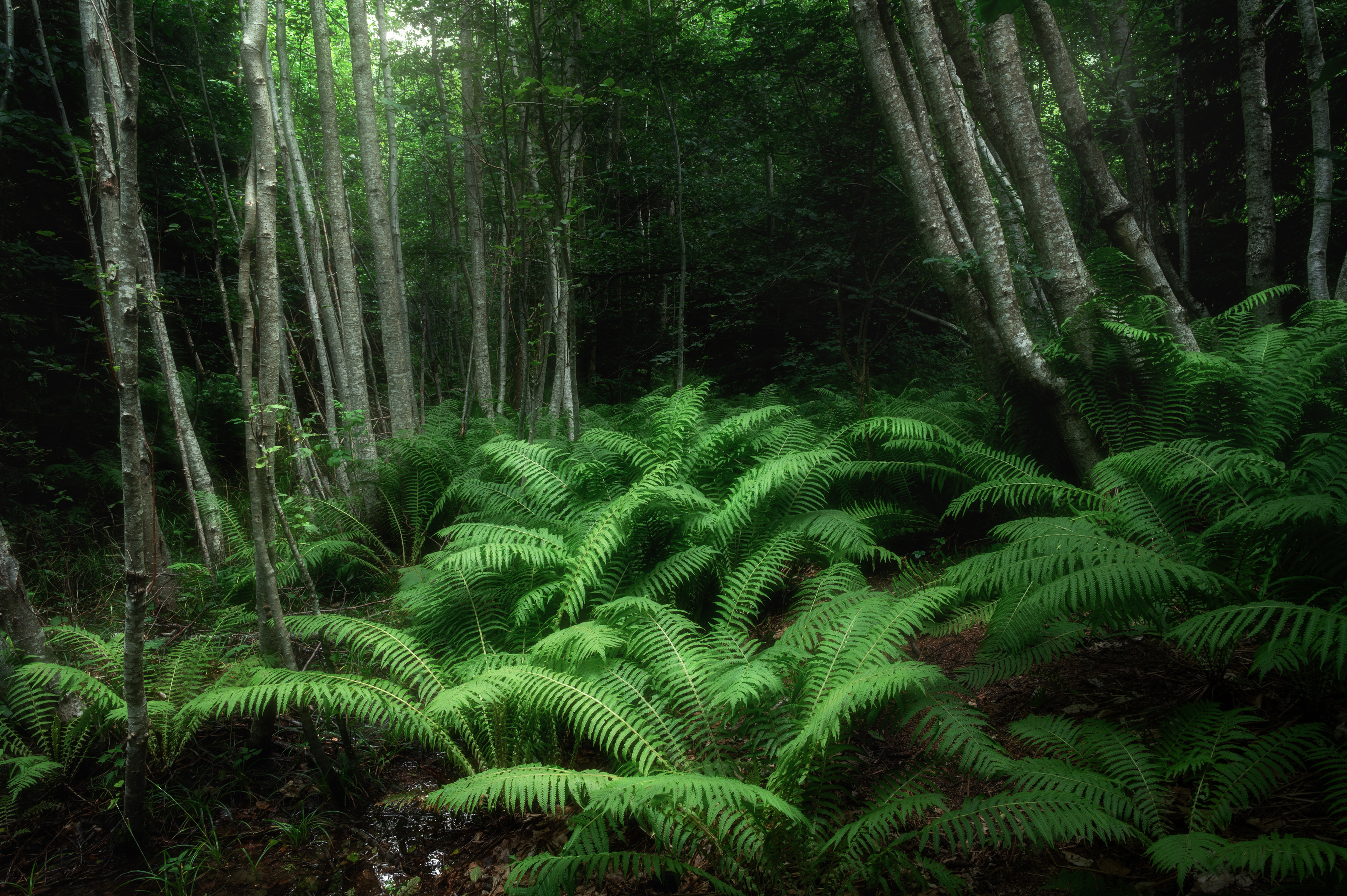 , Алексей Турчин