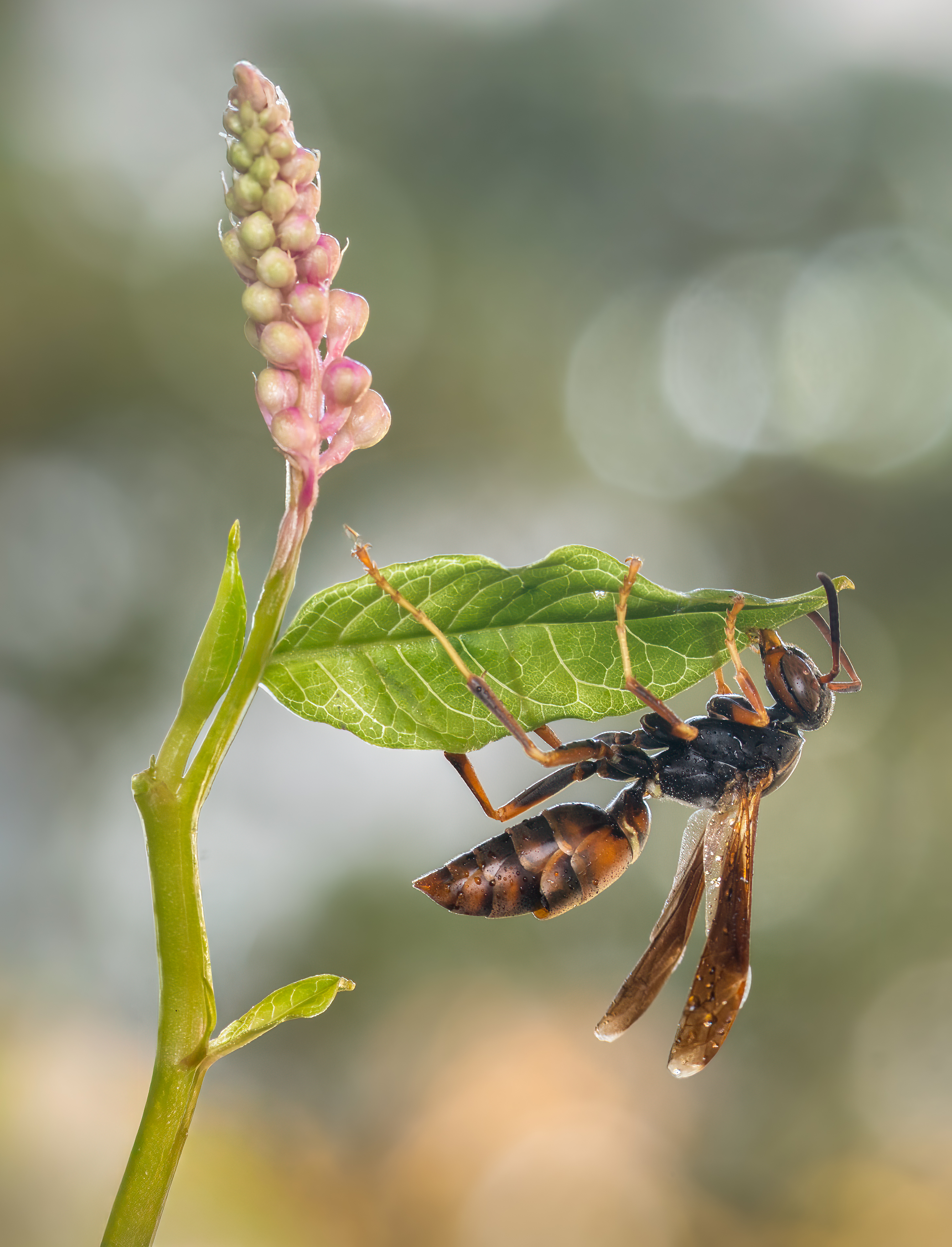 wasp, insect, macro, nature, wild, insects, bee,, Atul Saluja