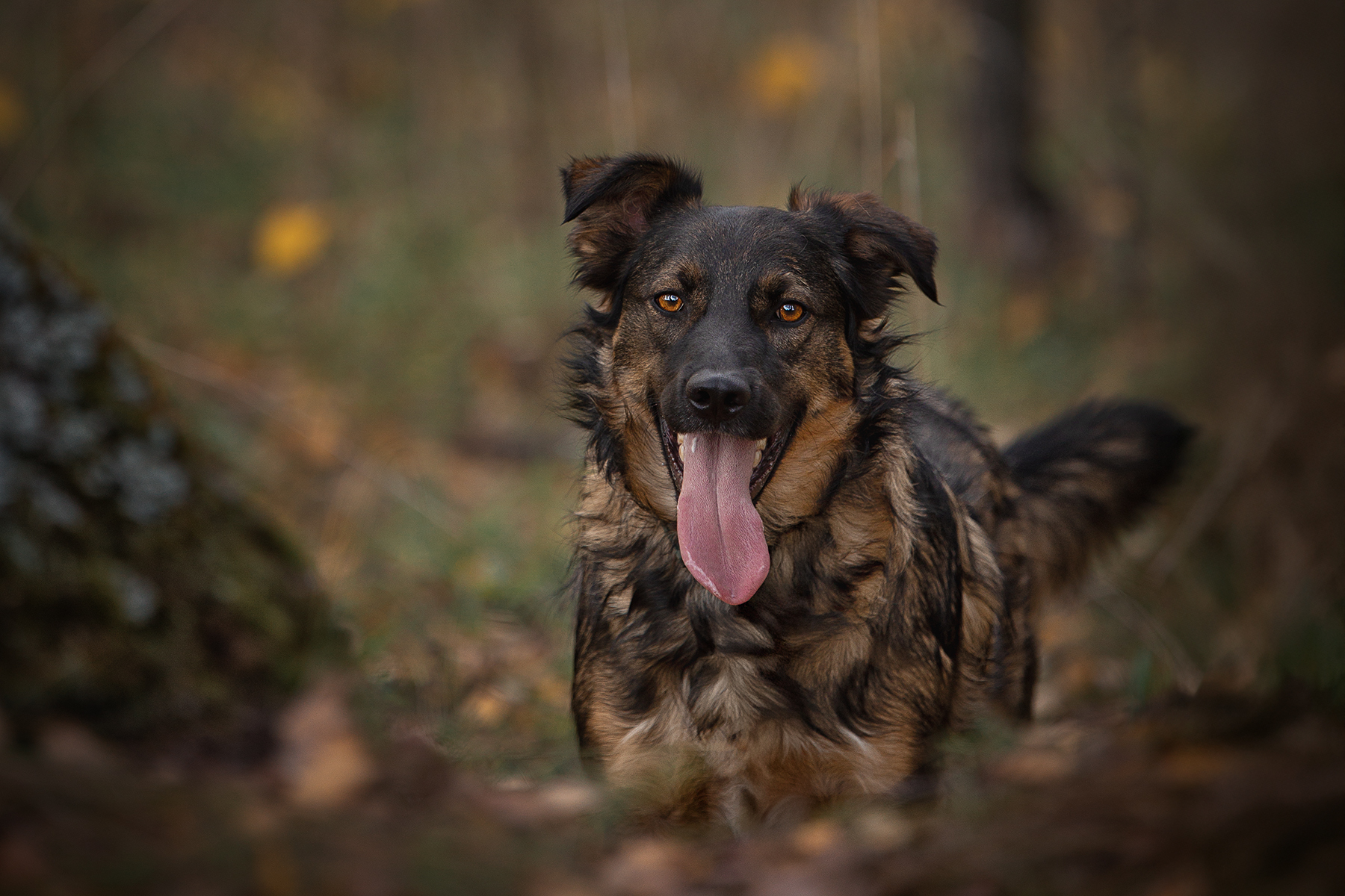 , Елена Самусенкова