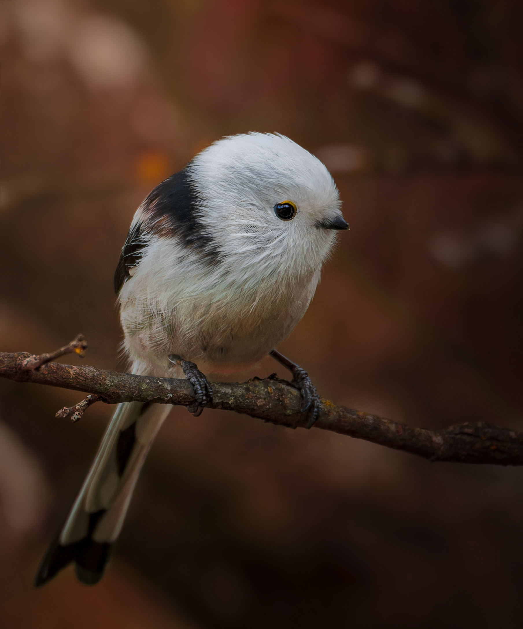 , Фото Александр